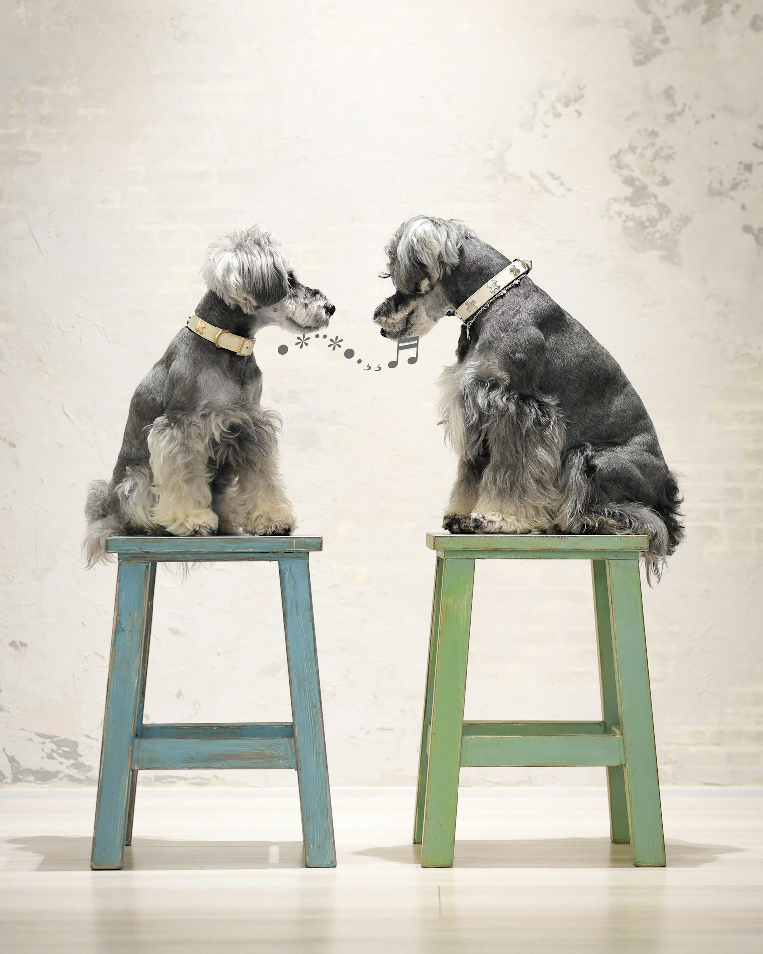 Dua anjing schnauzer duduk di bangku saling memandang