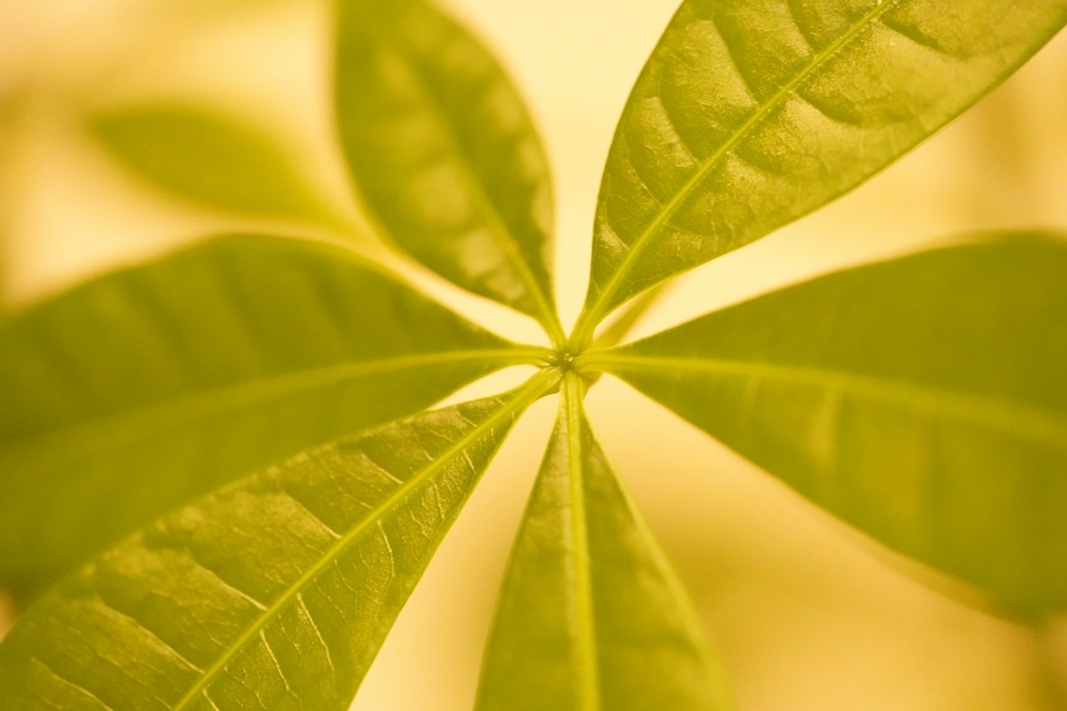 Image en gros plan d'une feuille de plante verte vibrante