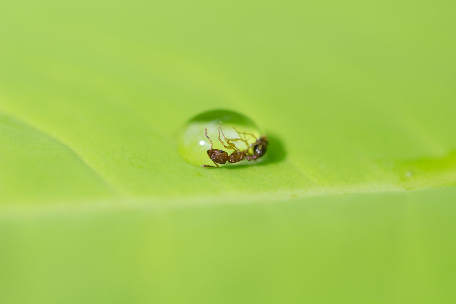 绿色叶子上的水滴特写透明水滴中可见小植物