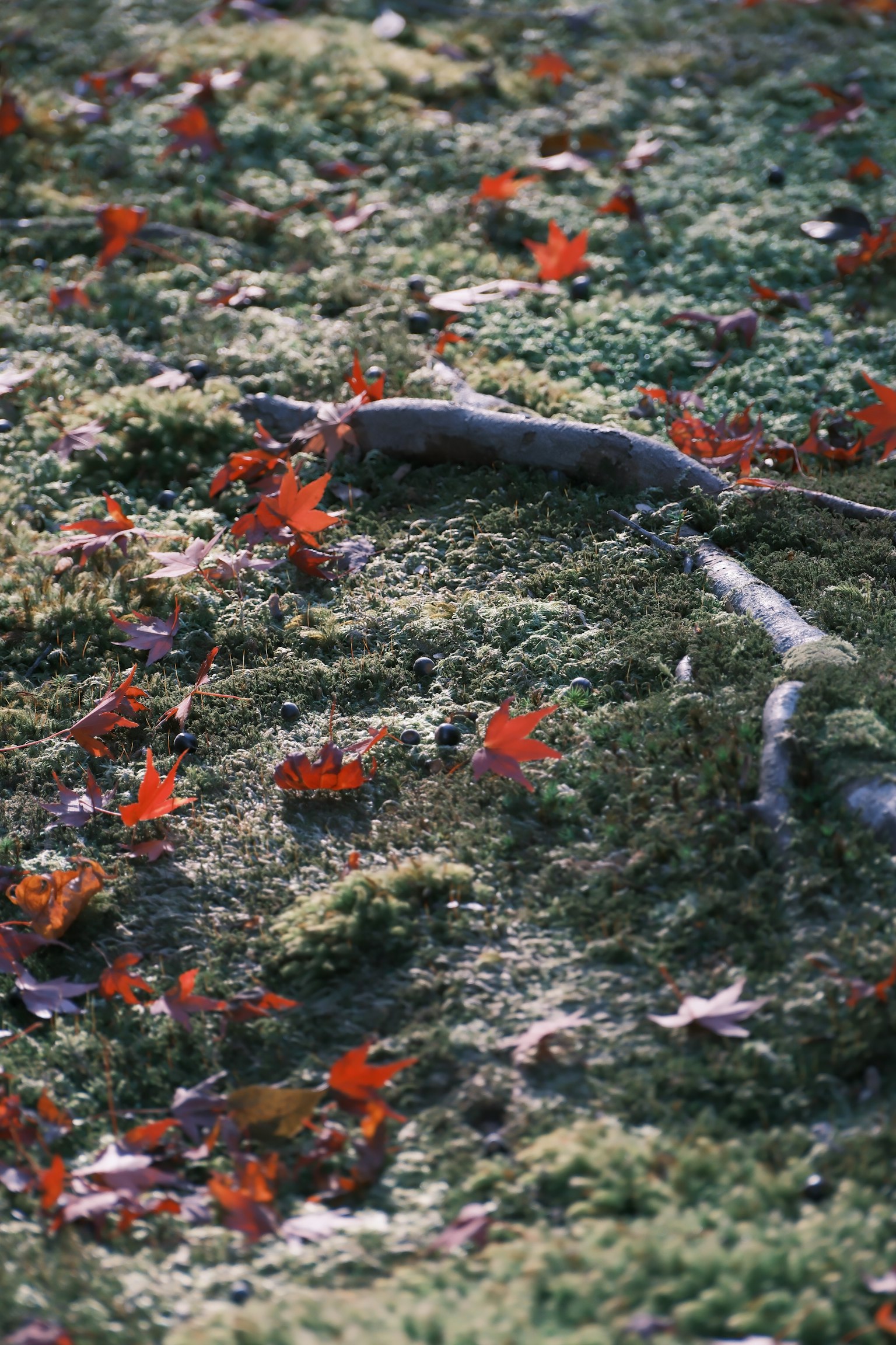 photo-xXPjMJzVVLQ4BplXxPOP-image