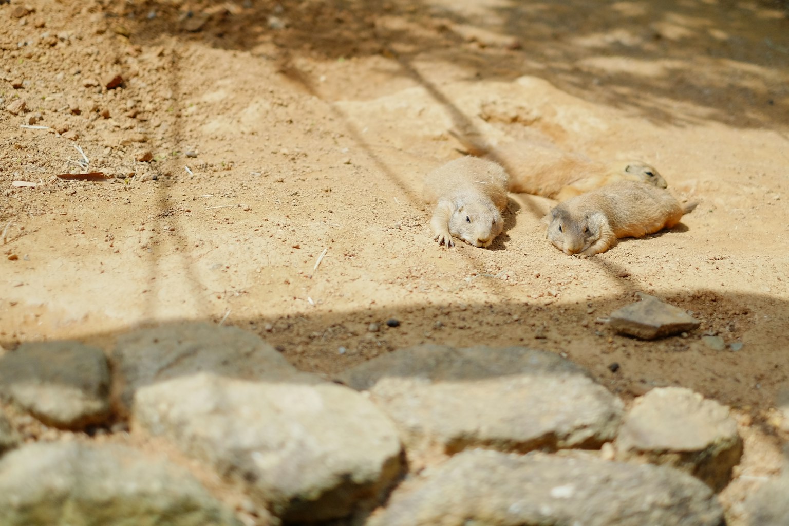 Deux animaux allongés sur un sol sablonneux avec des ombres projetées