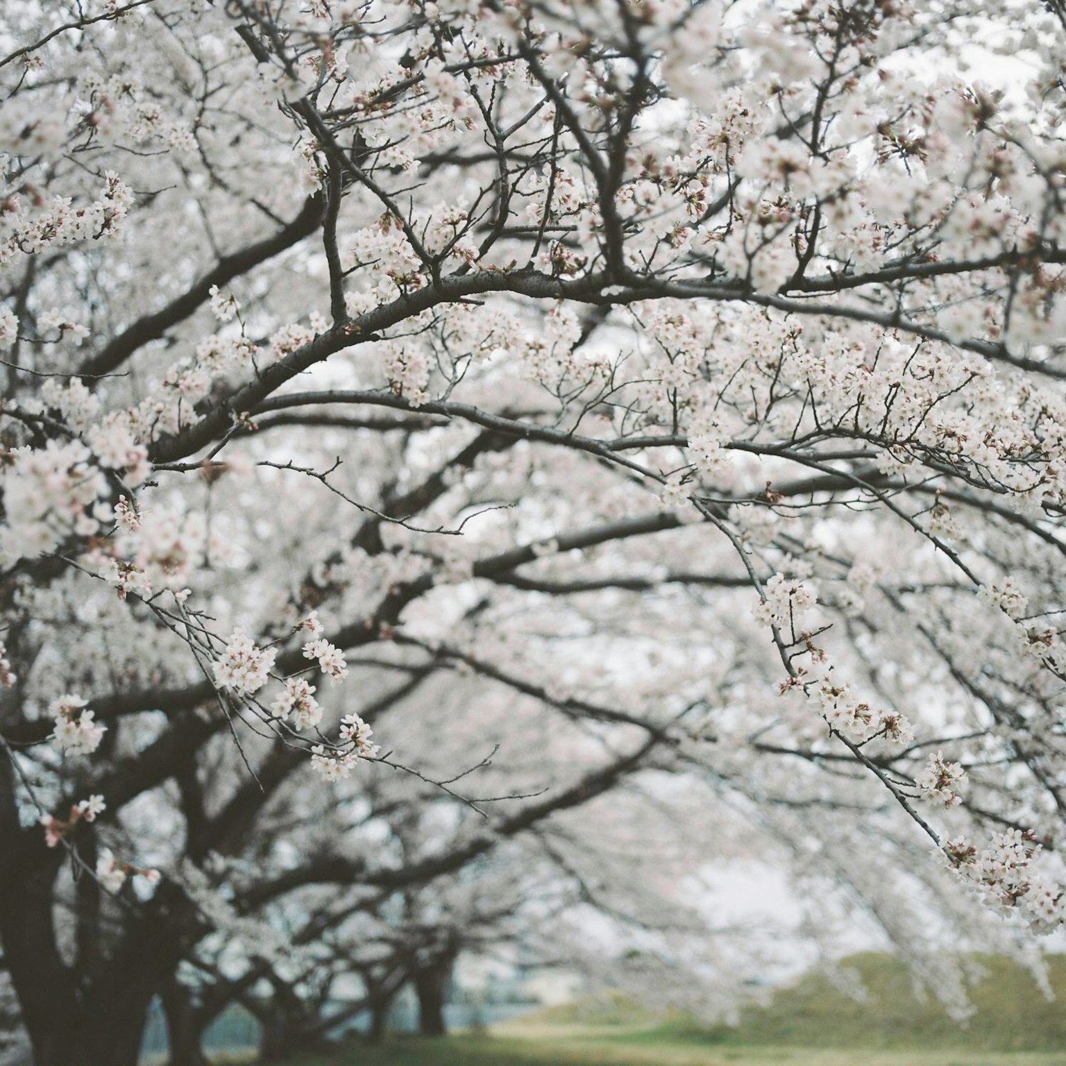 하얀 꽃이 핀 벚나무가 있는 고요한 풍경