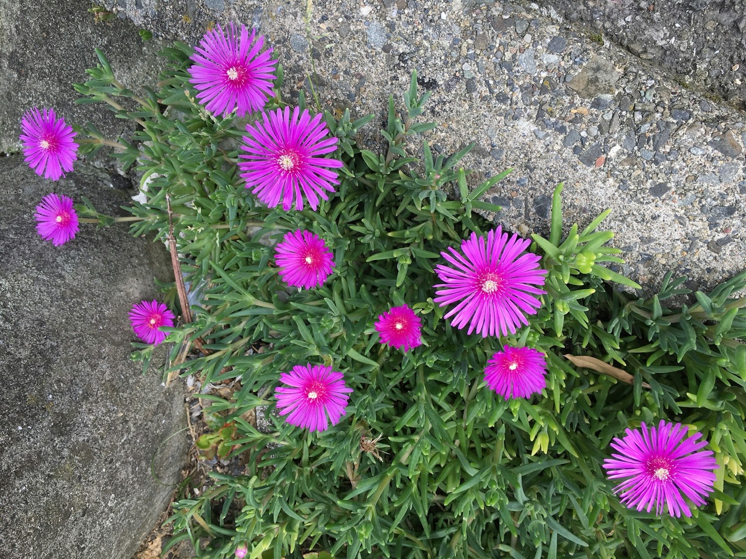 Fiori viola vivaci che sbocciano tra un fogliame verde lussureggiante