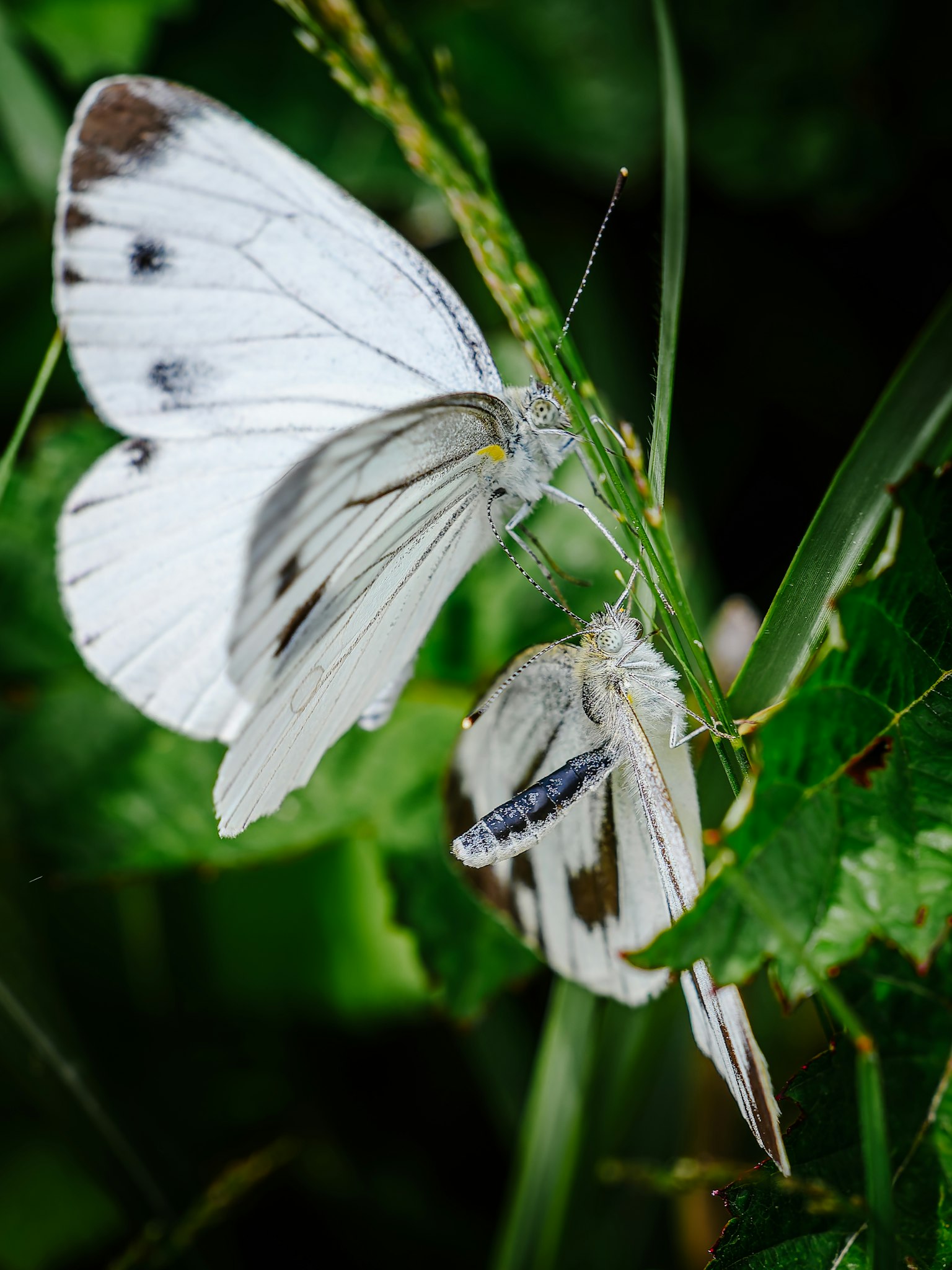 Due farfalle bianche che riposano su un fogliame verde