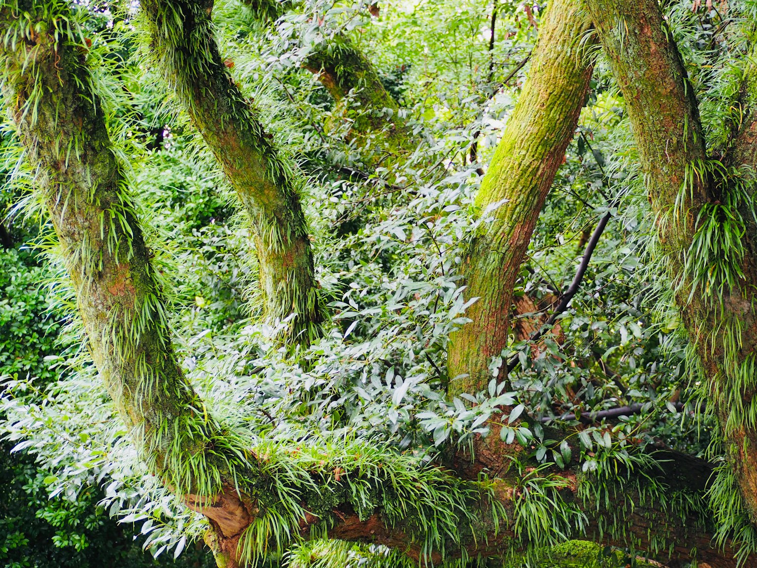 Close-up of tree branches covered in green moss