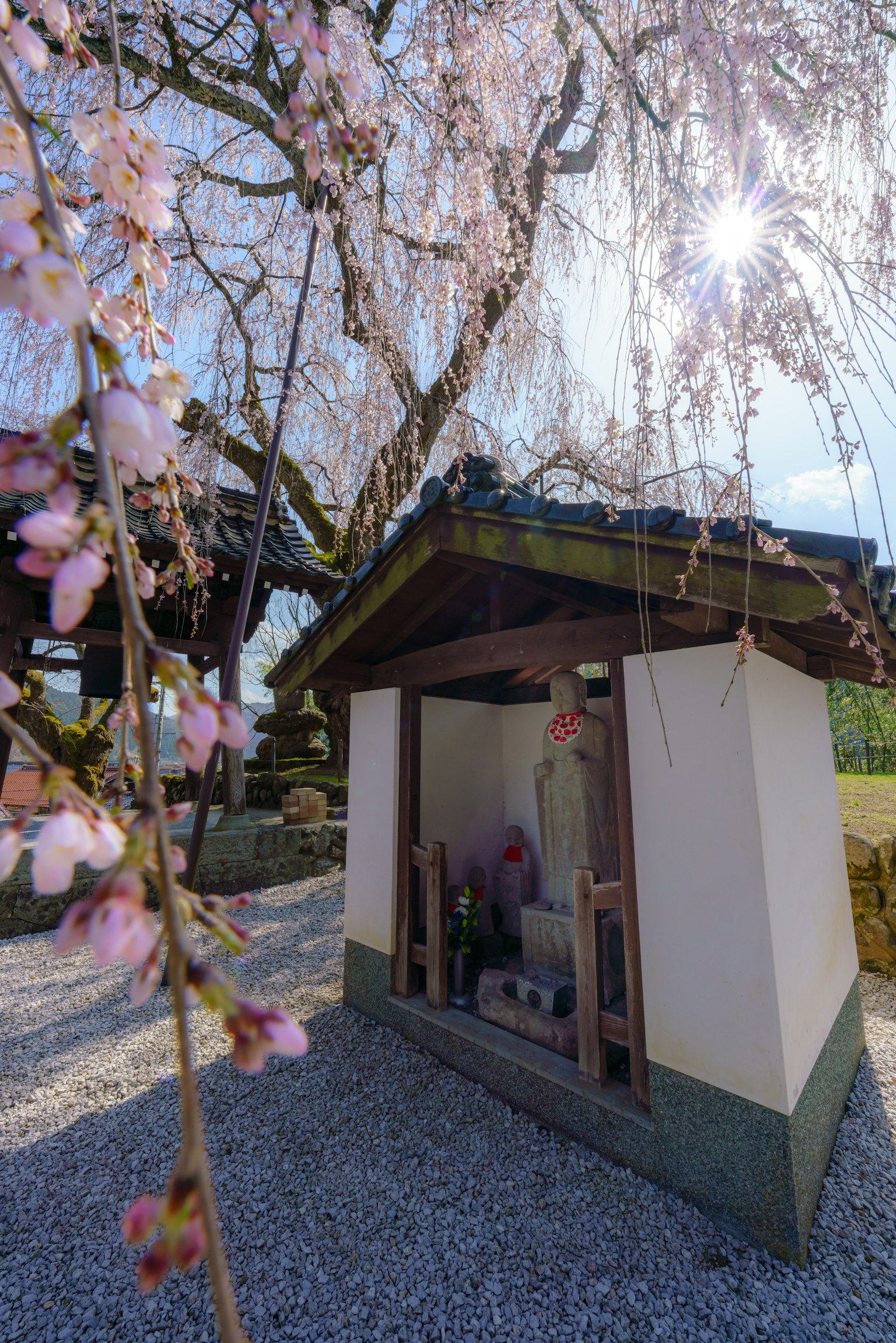 樱花树下的小神社和粉色花朵