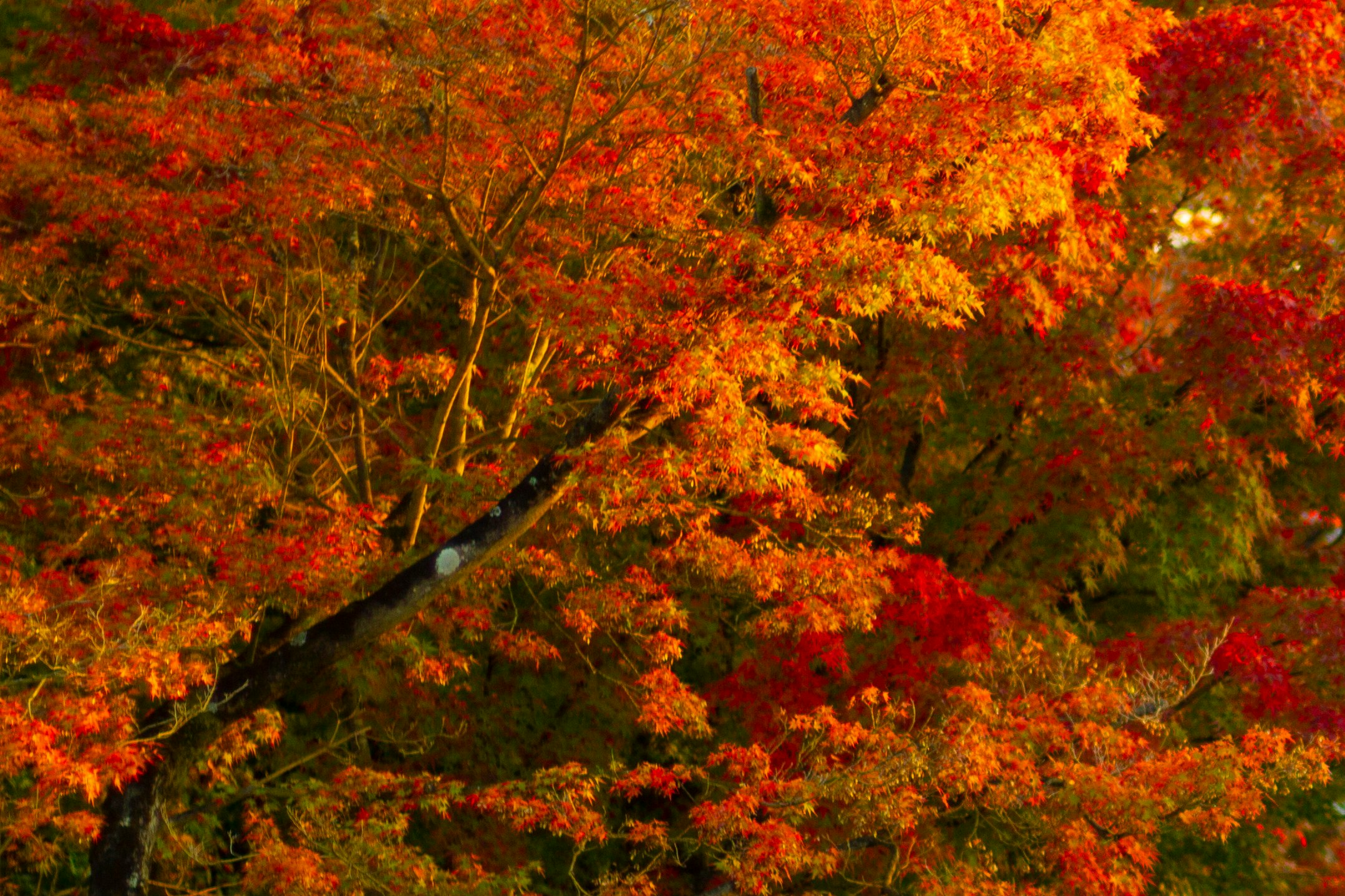leuchtendes Herbstlaub zwischen den Bäumen