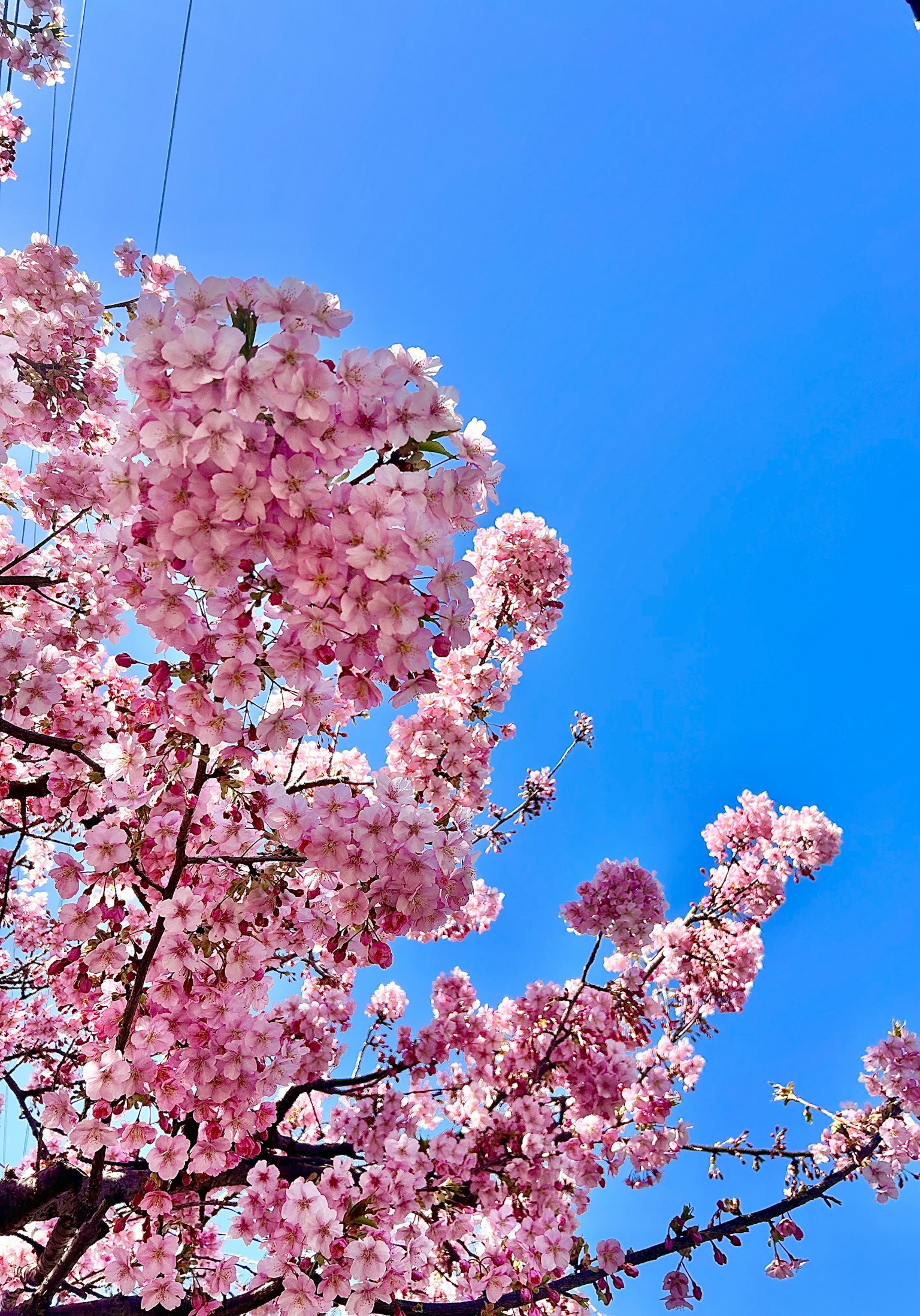 Fiori di ciliegio rosa che fioriscono sotto un cielo blu
