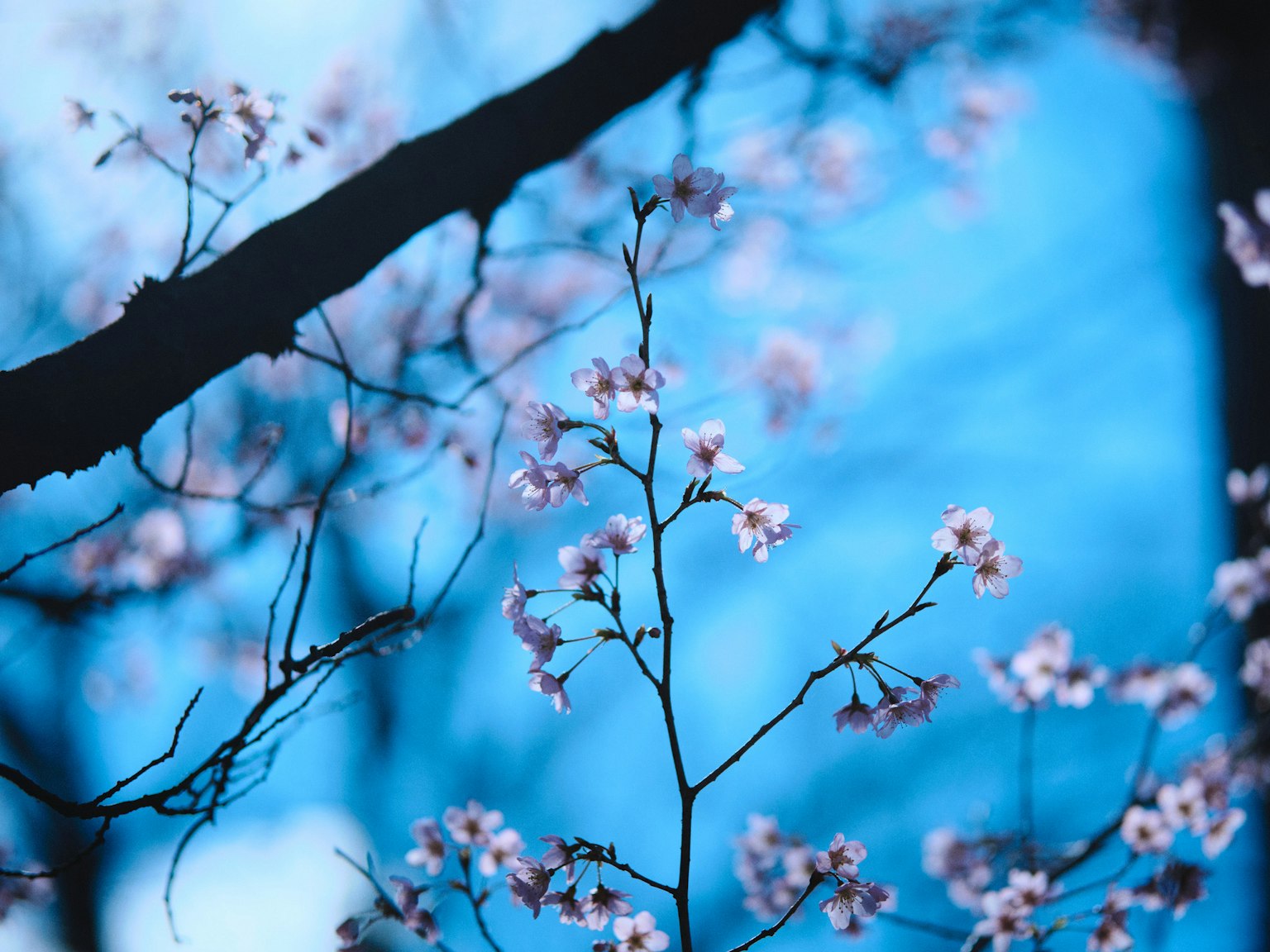 Fiori di ciliegio che sbocciano su uno sfondo blu