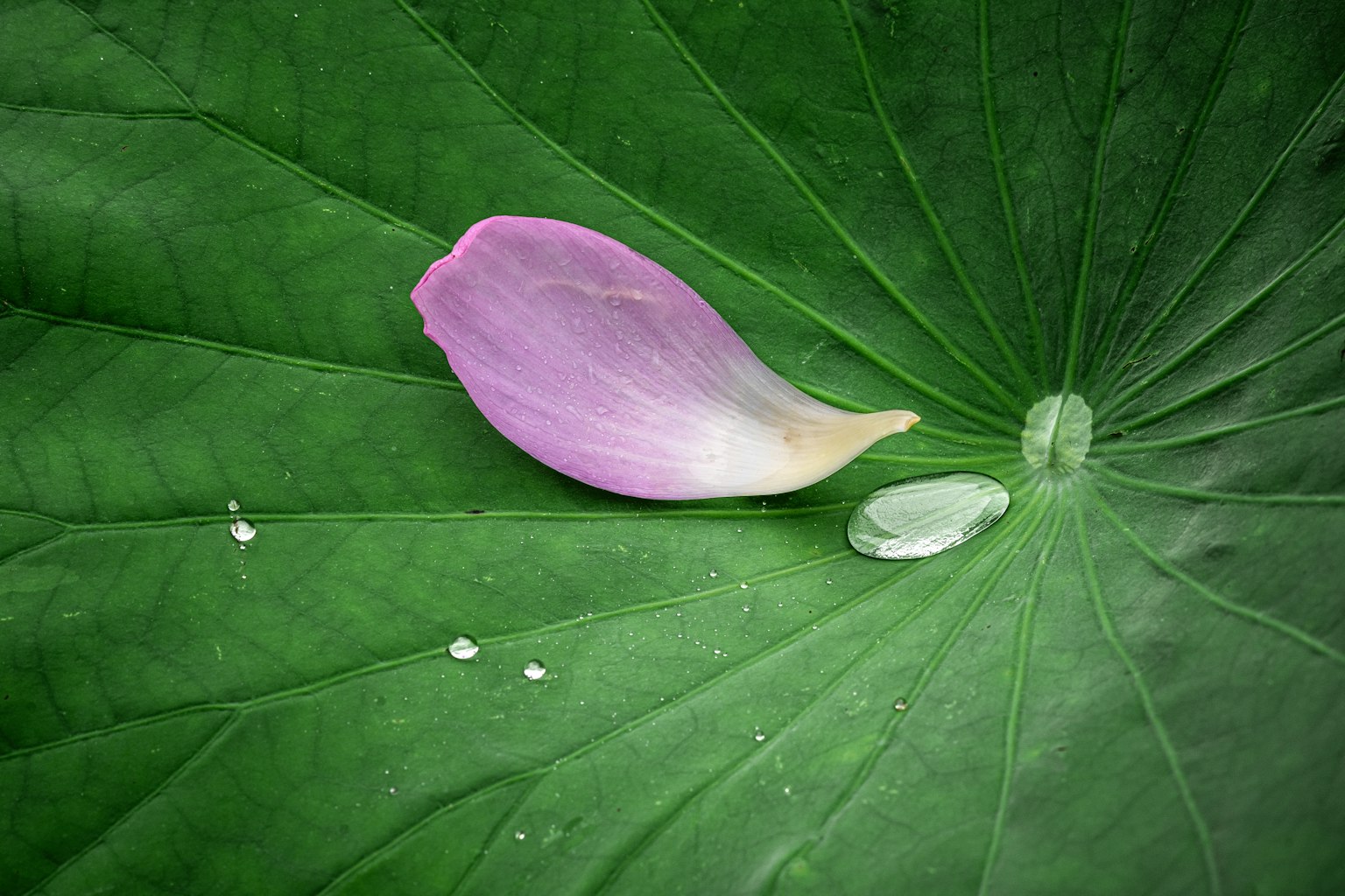 Un pétalo púrpura pálido y gotas de agua sobre una hoja verde