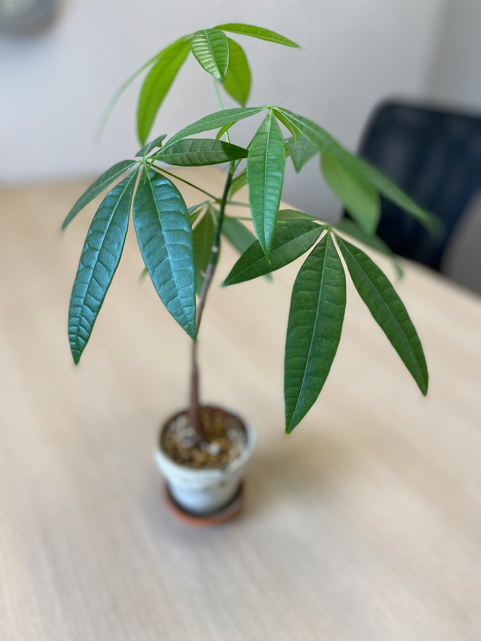 Una piccola pianta di denaro in vaso con foglie verdi vivaci su una scrivania in legno