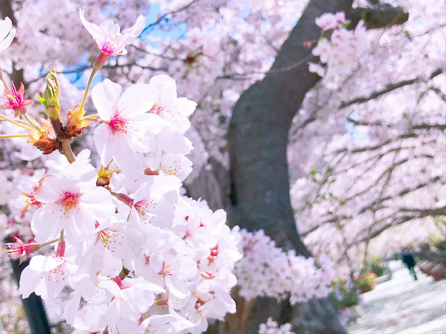 Fleurs de cerisier en pleine floraison avec un tronc d'arbre épais