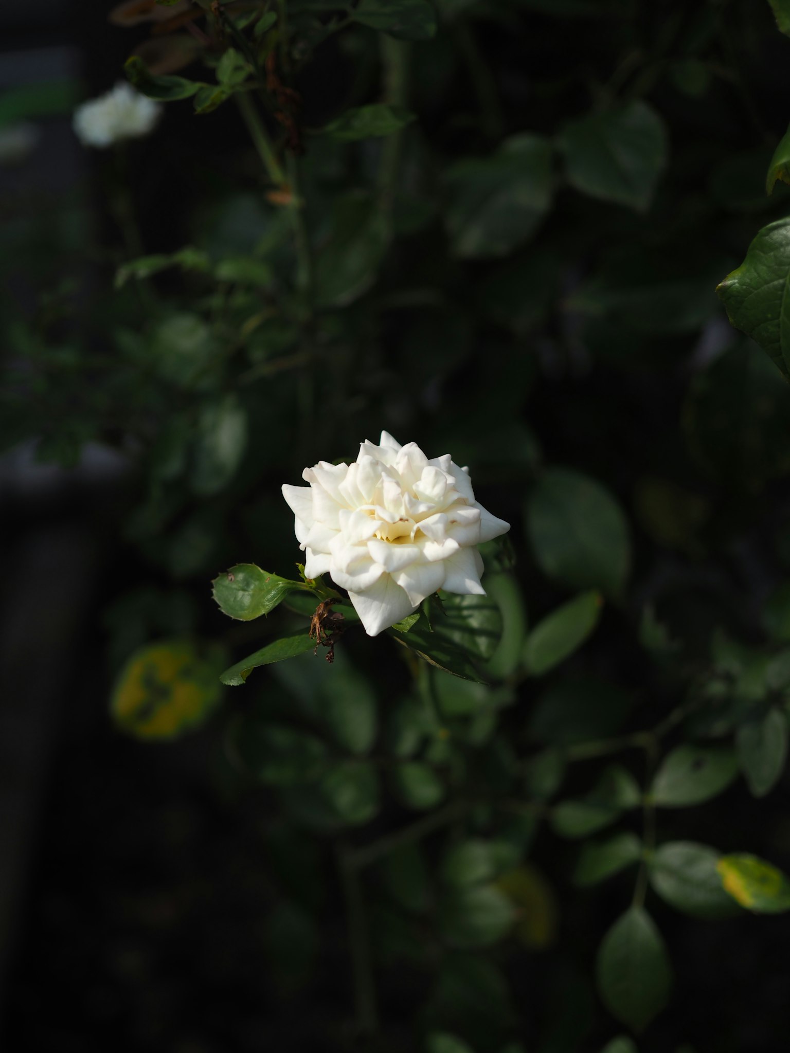 Une fleur de rose blanche épanouie entourée de feuilles vertes