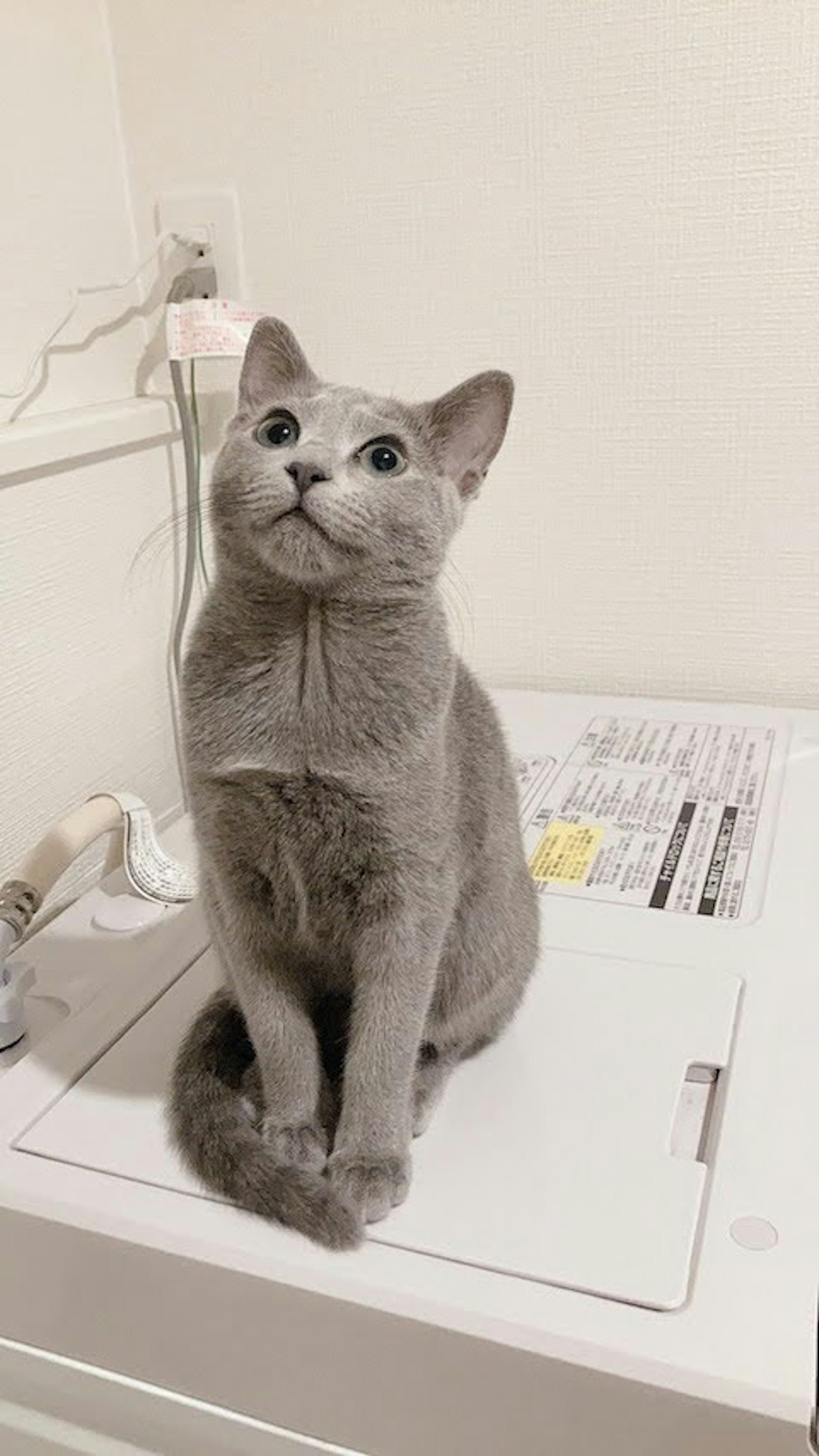 Un gatto grigio seduto sopra una lavatrice