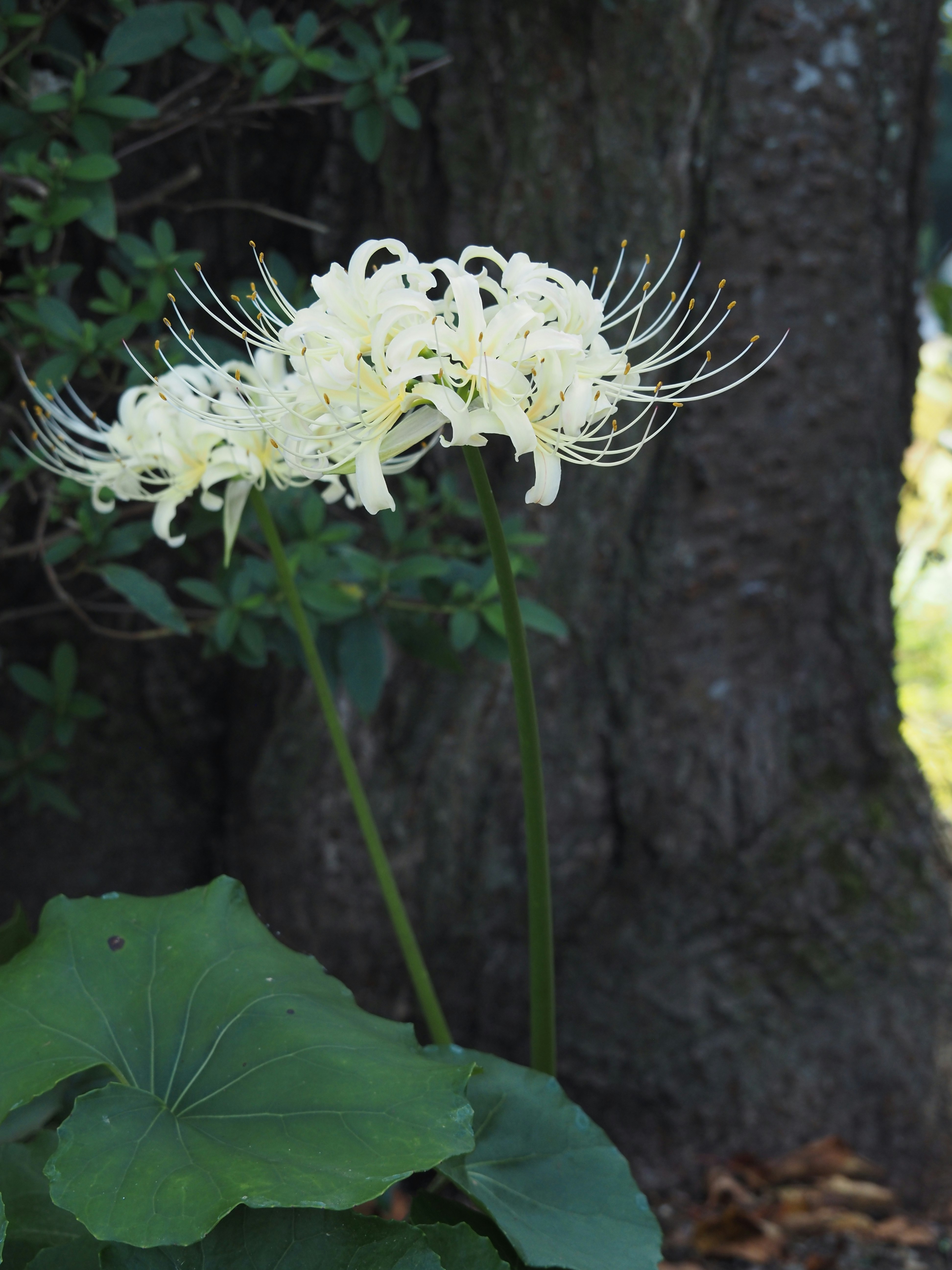 白い彼岸花（曼珠沙華）と葉の群生