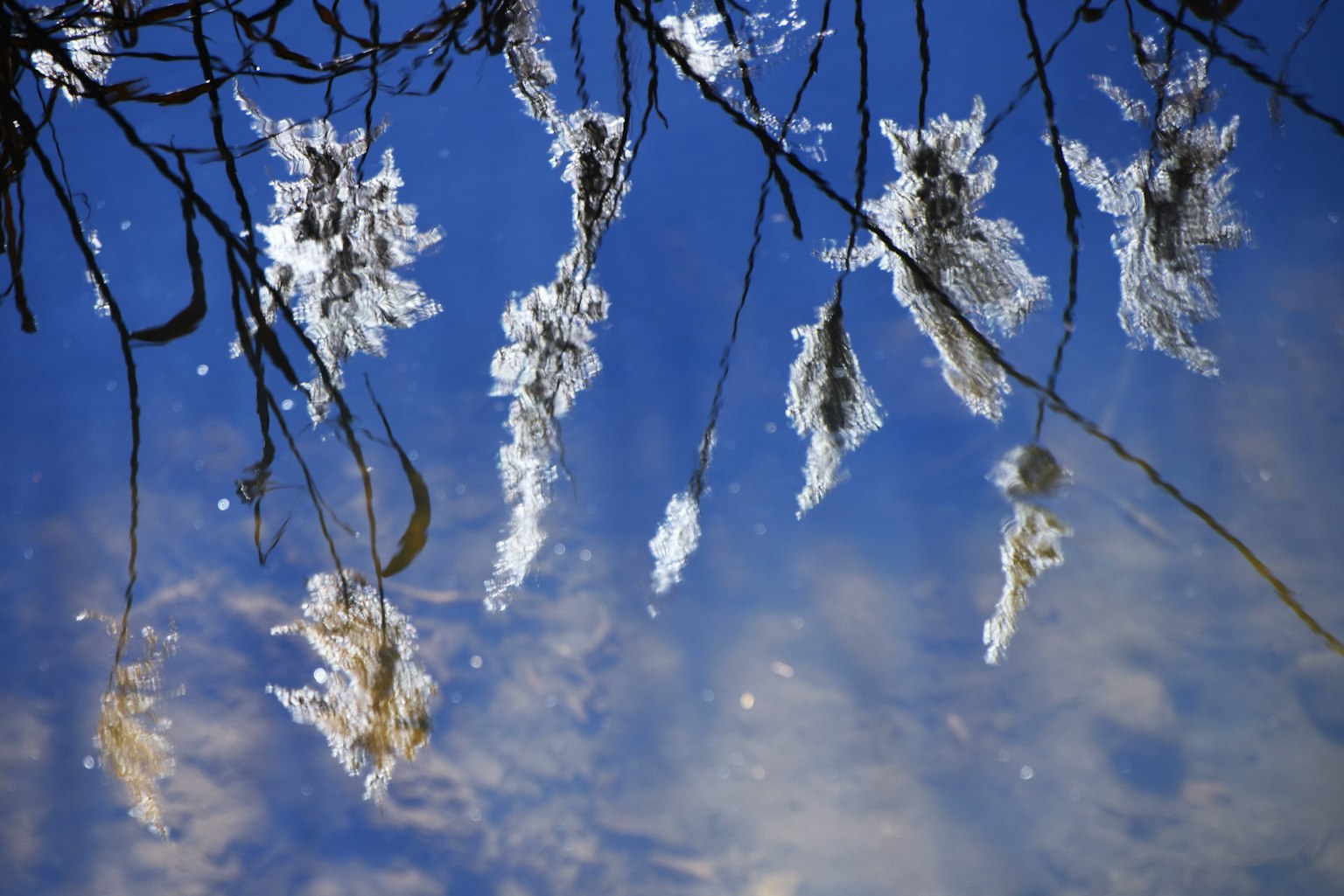 Reflection of white leaves and branches on a blue water surface