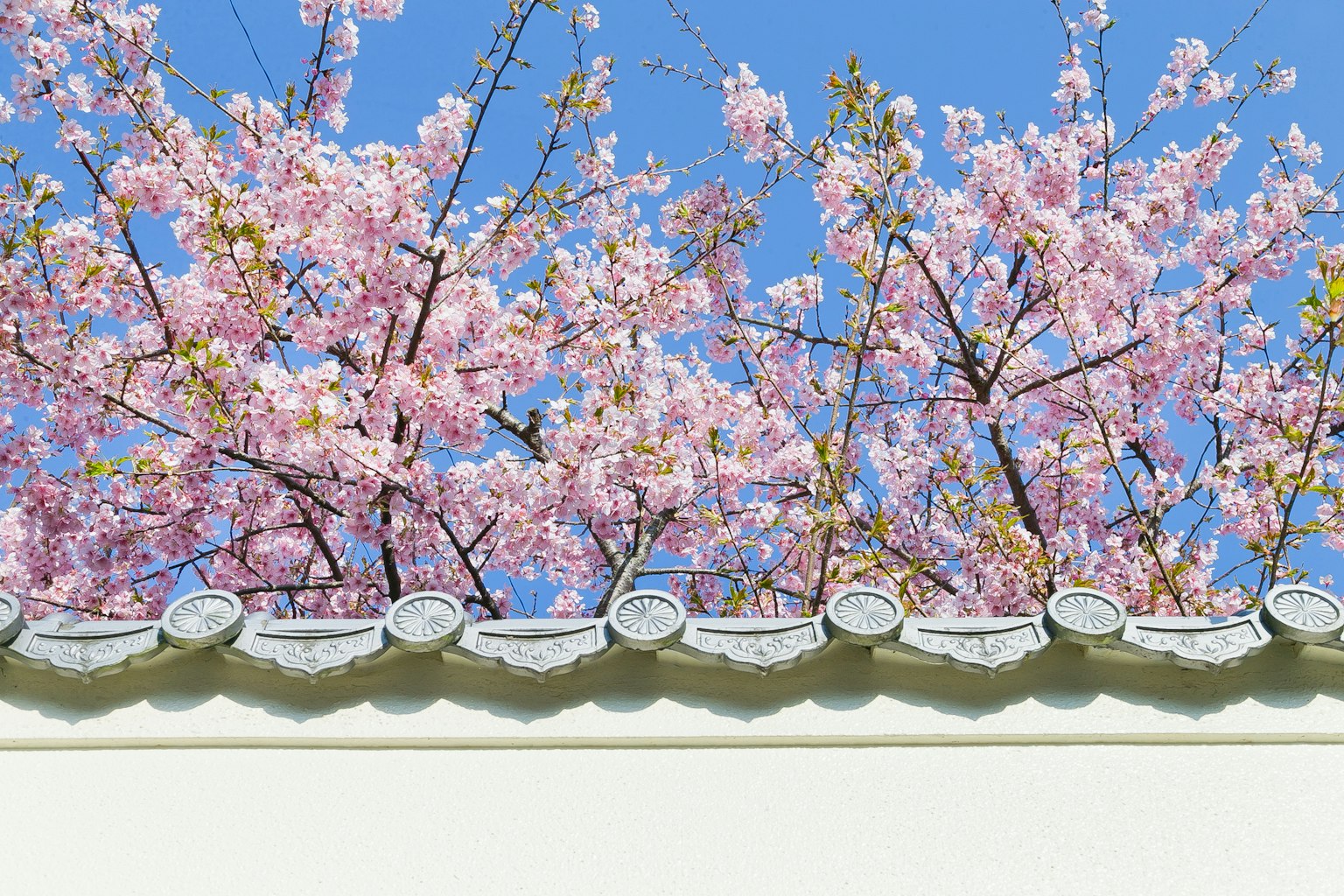 Cherry blossom branches against a clear blue sky and white wall