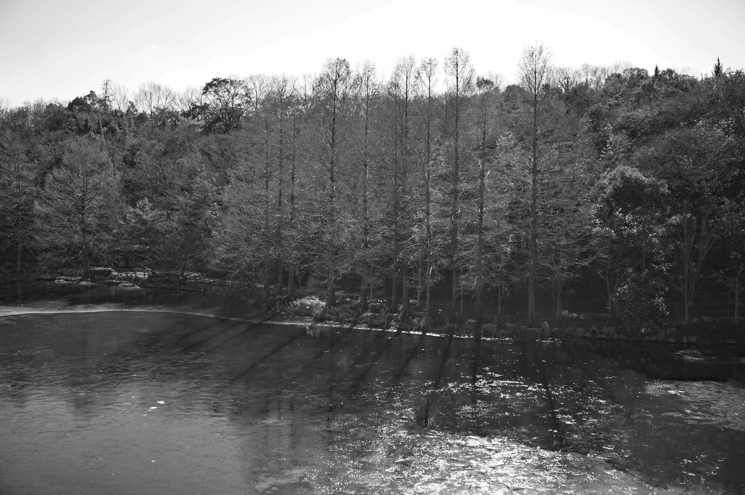 黑白湖泊与树木的图像