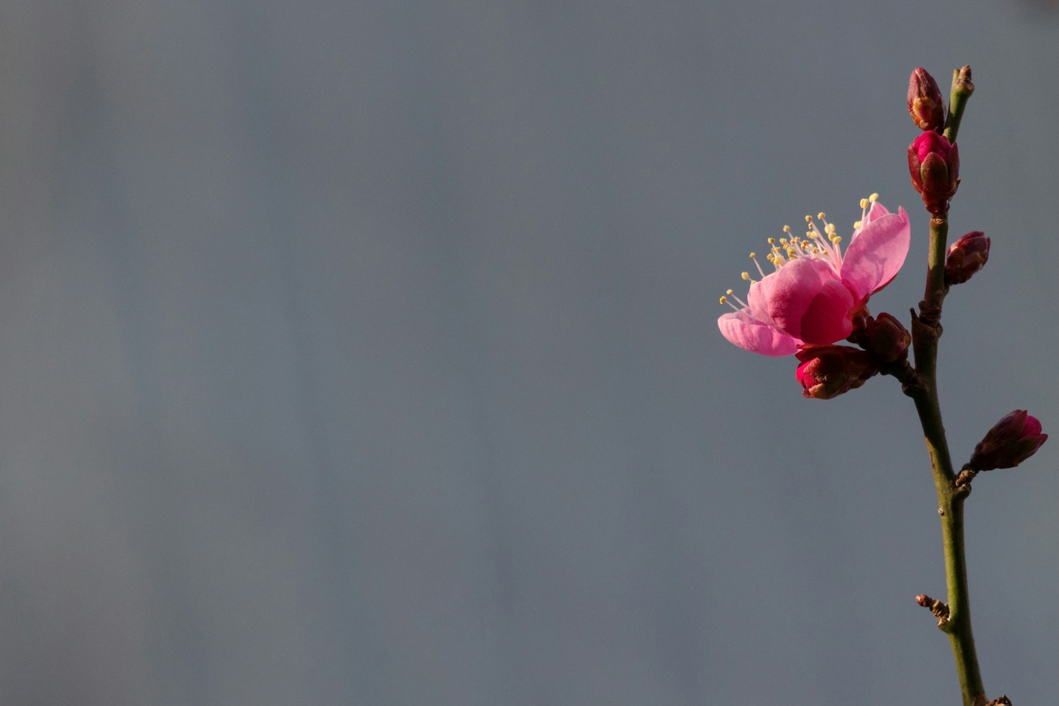 Delicate pink flower with buds on a slender branch against a blurred gray background