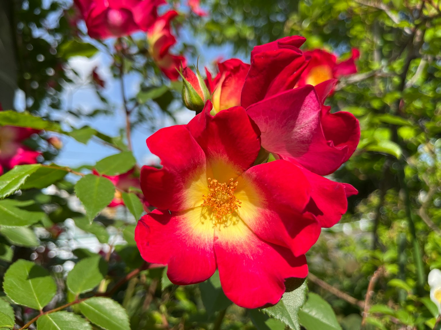 Fiore di rosa rossa vivace in fiore con centro giallo