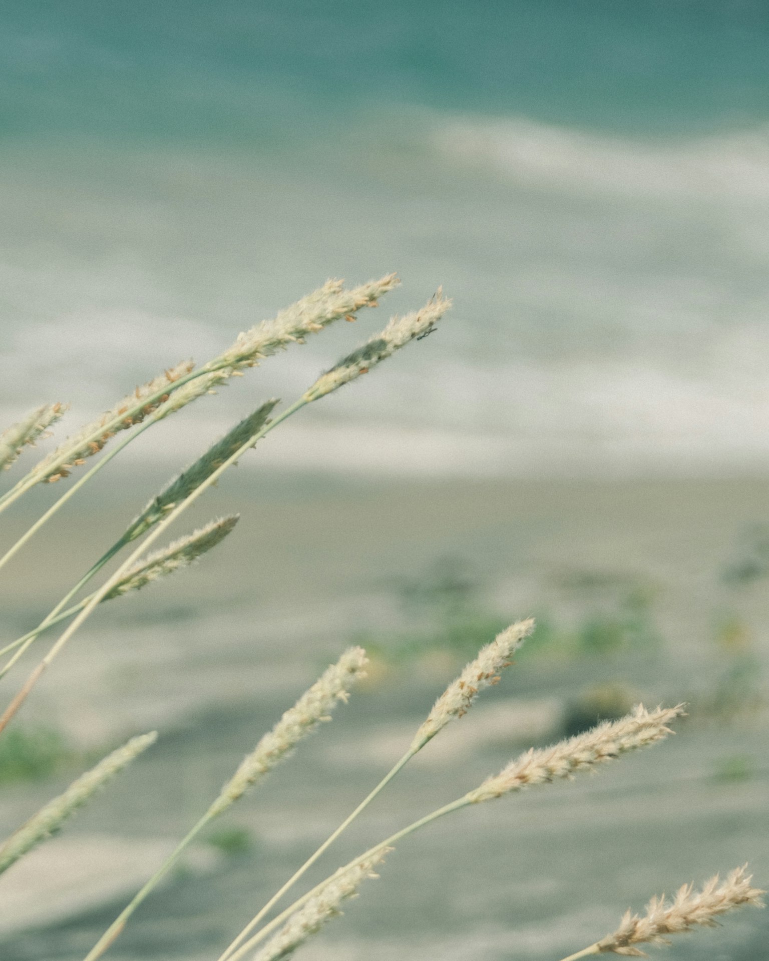 Grass blades swaying against a calm sea background