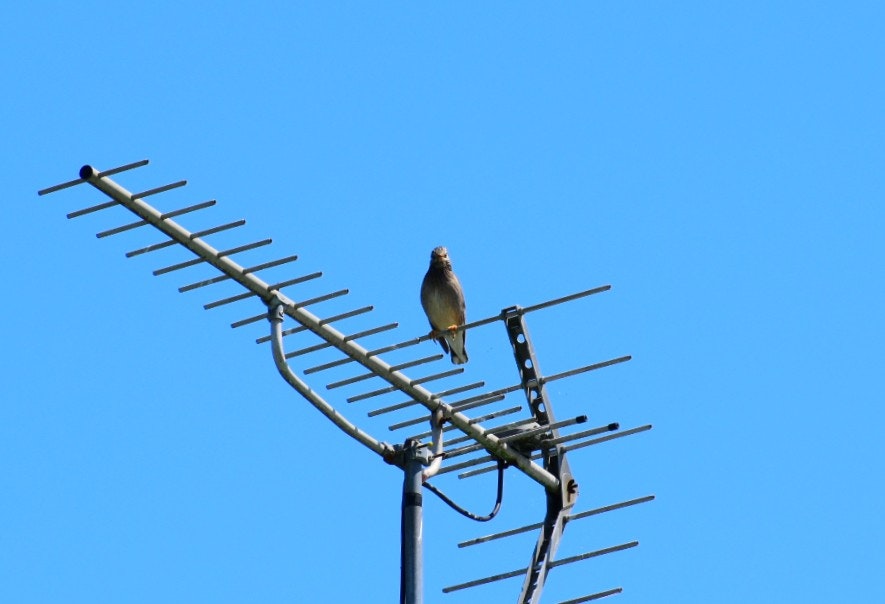 アンテナの上にとまるムクドリと青空