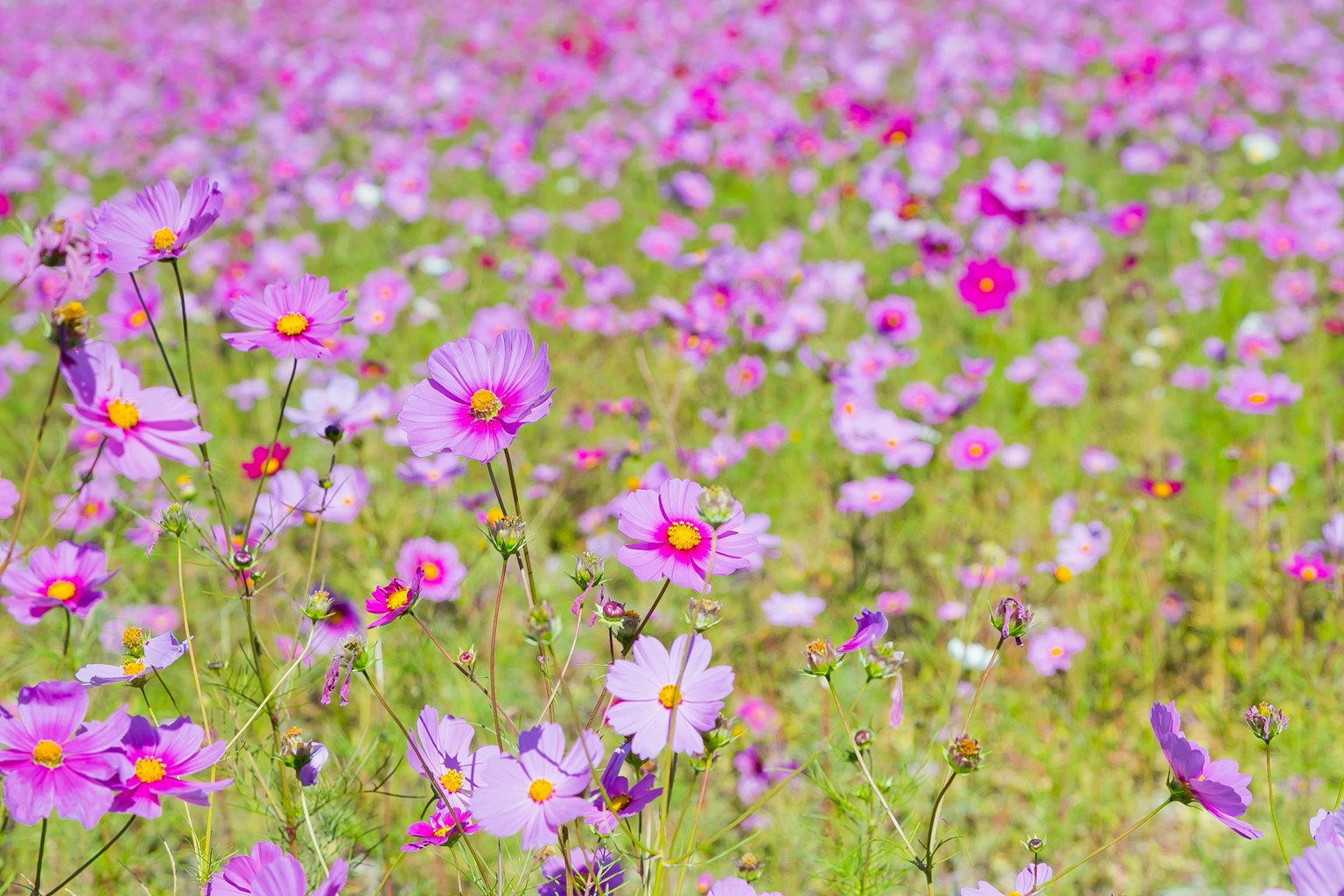 Champ vaste de fleurs cosmos en fleurs dans des tons de violet