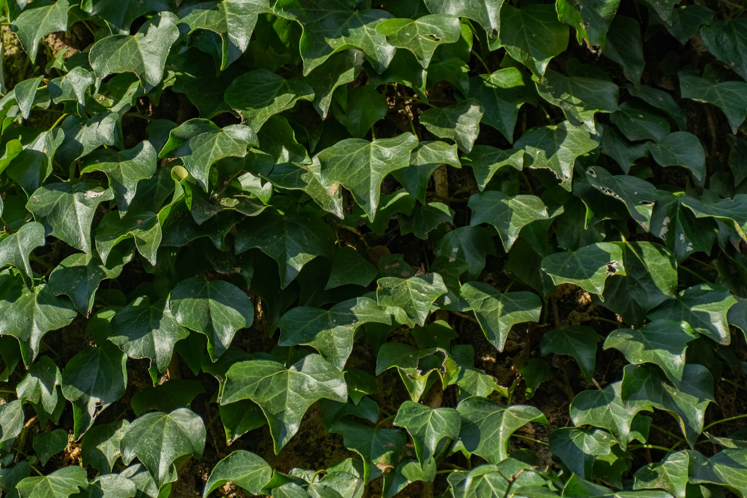 Mur dense de feuilles de lierre vert