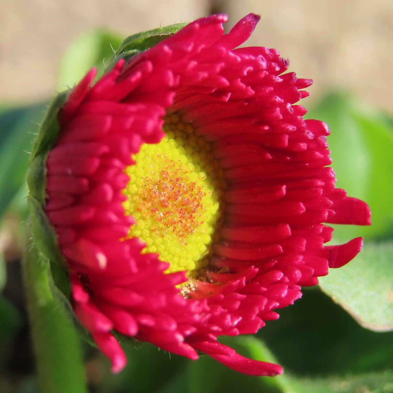 Vibrant red flower with a yellow center