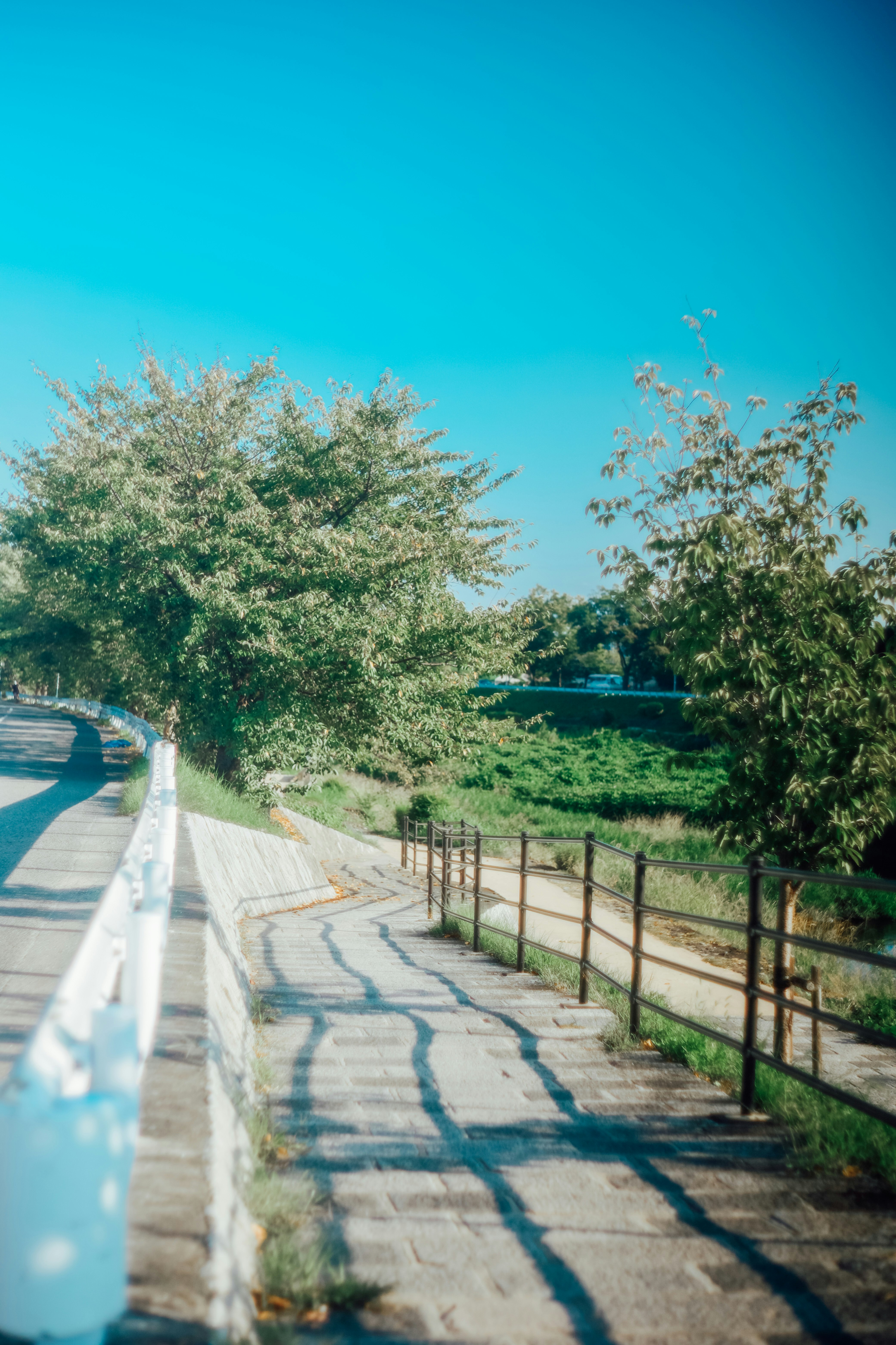 河邊步道兩側的樹木景觀