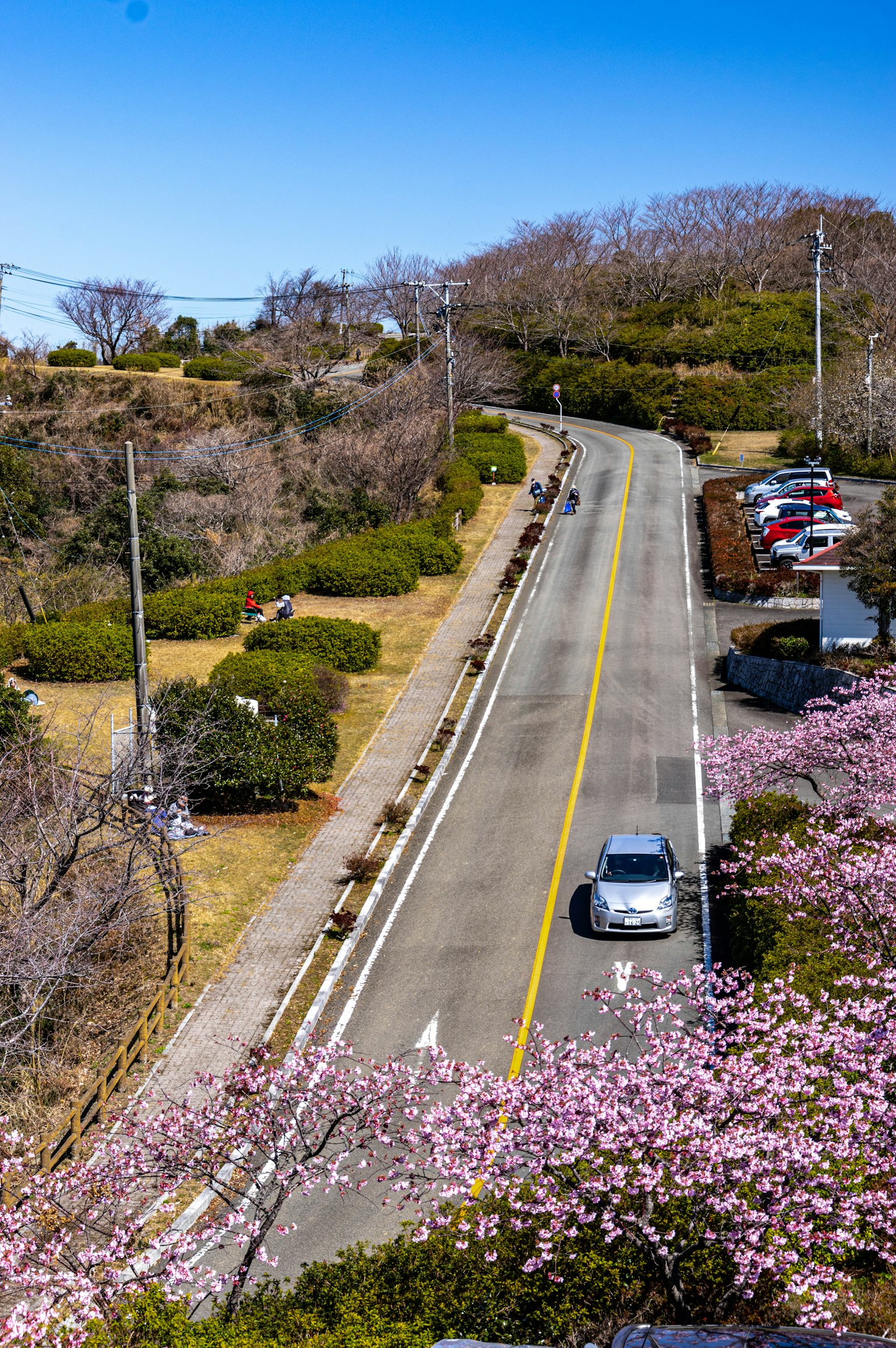 樱花盛开的风景道路在蓝天下有一辆车行驶