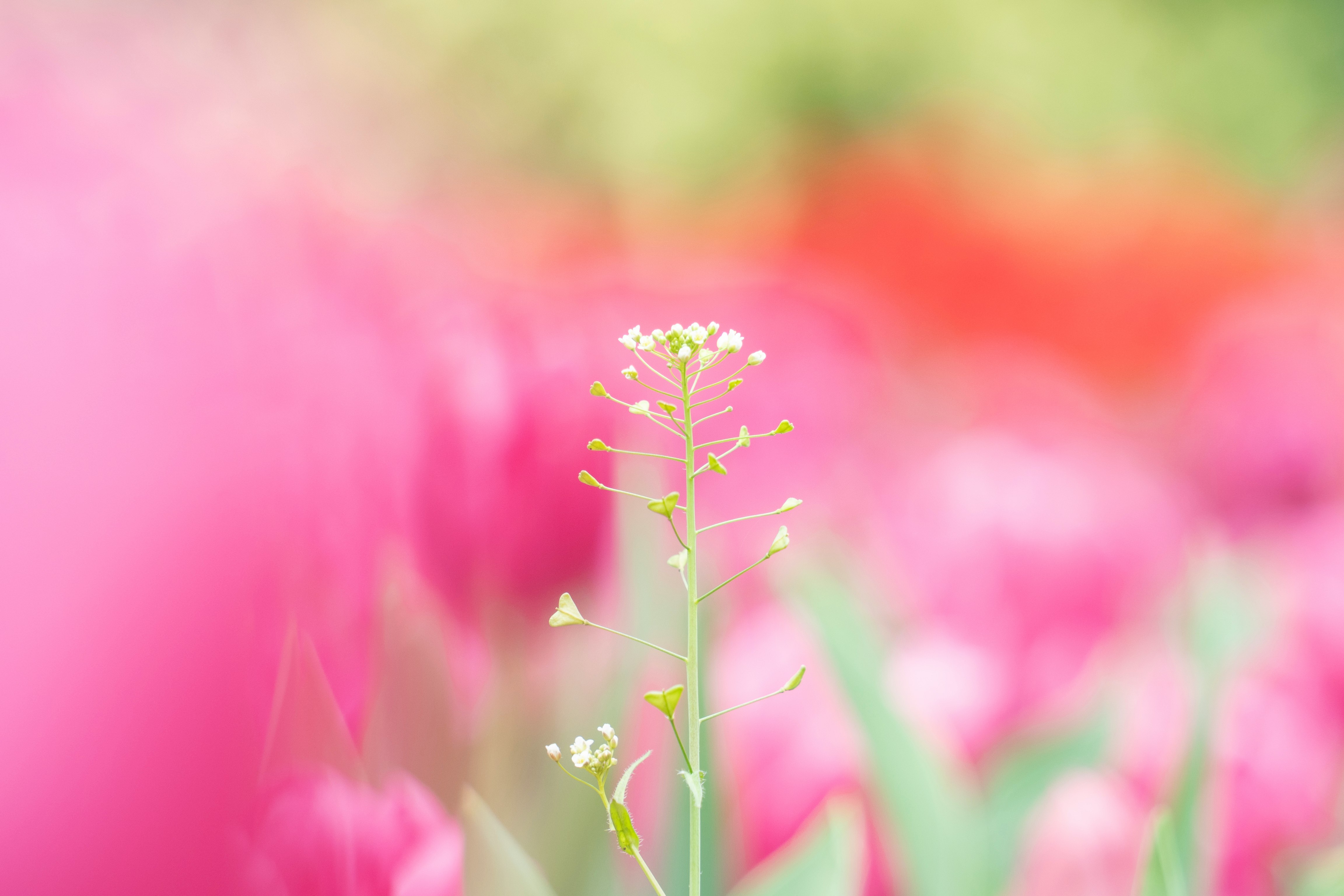 ピンクの花畑の中で咲く小さな花の穂先