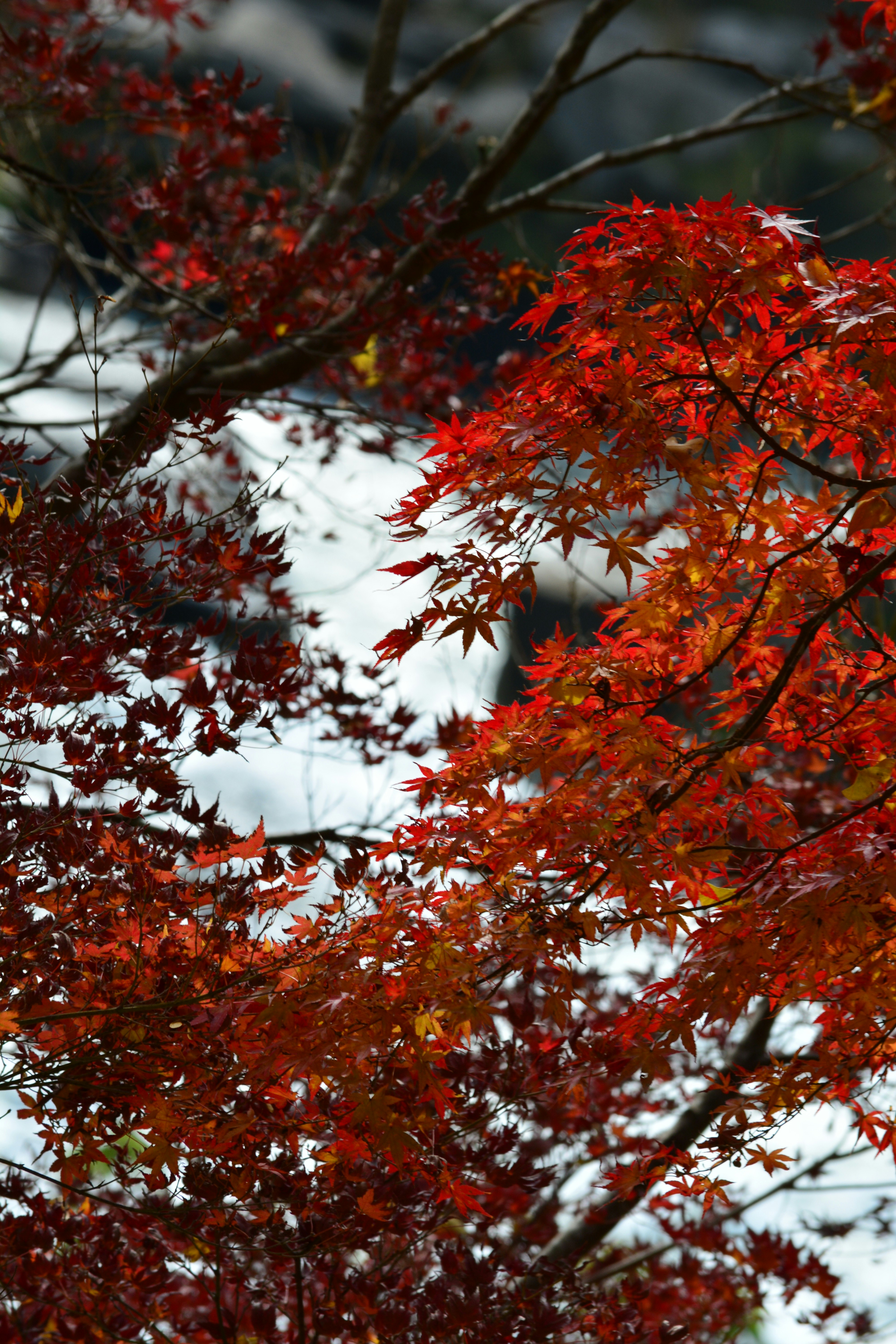 九州風景街道上覆雪的秋季紅楓與落葉枝條