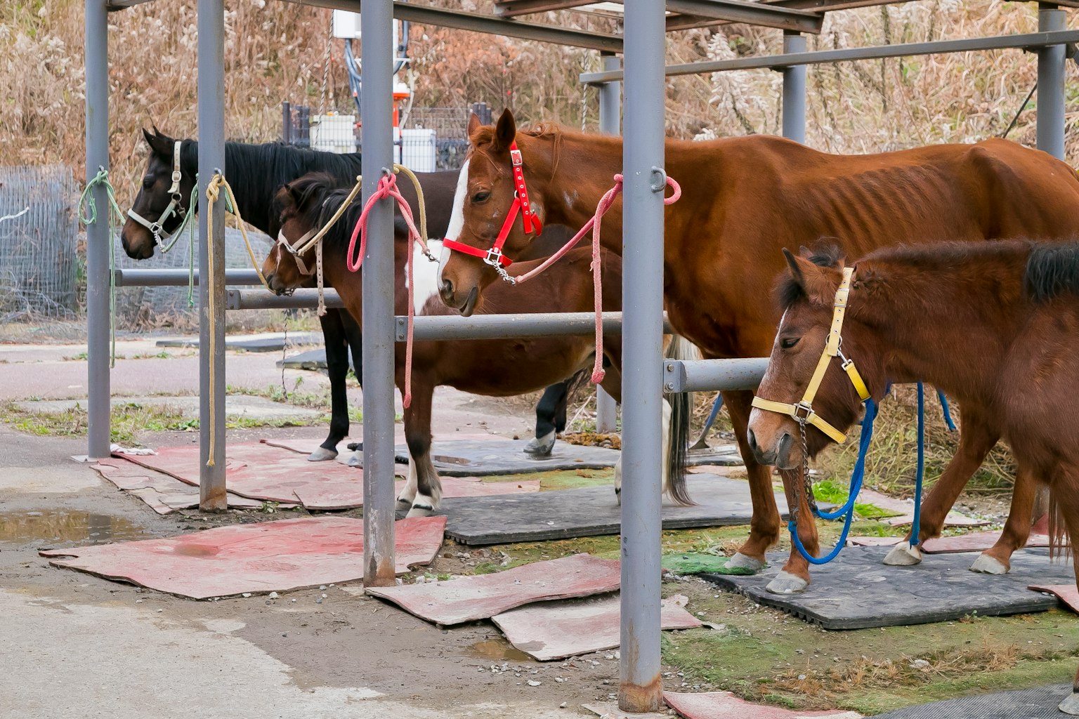 Chevaux attachés dans une zone de stabulation avec différentes couleurs