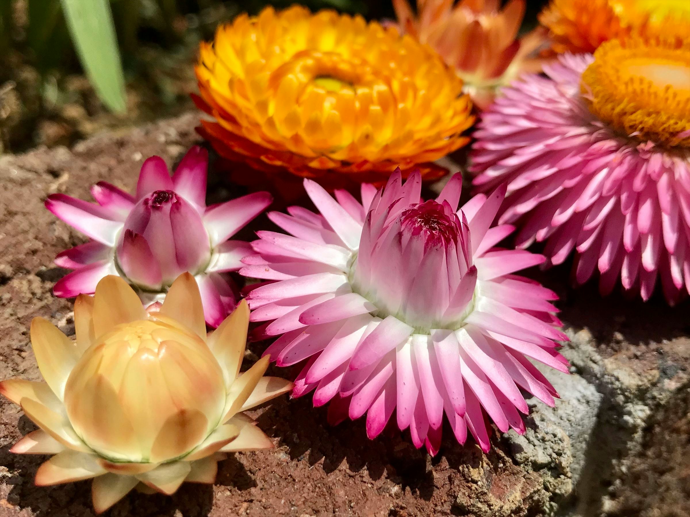 多彩な色のサボテンの花が咲く鉢植えの花壇