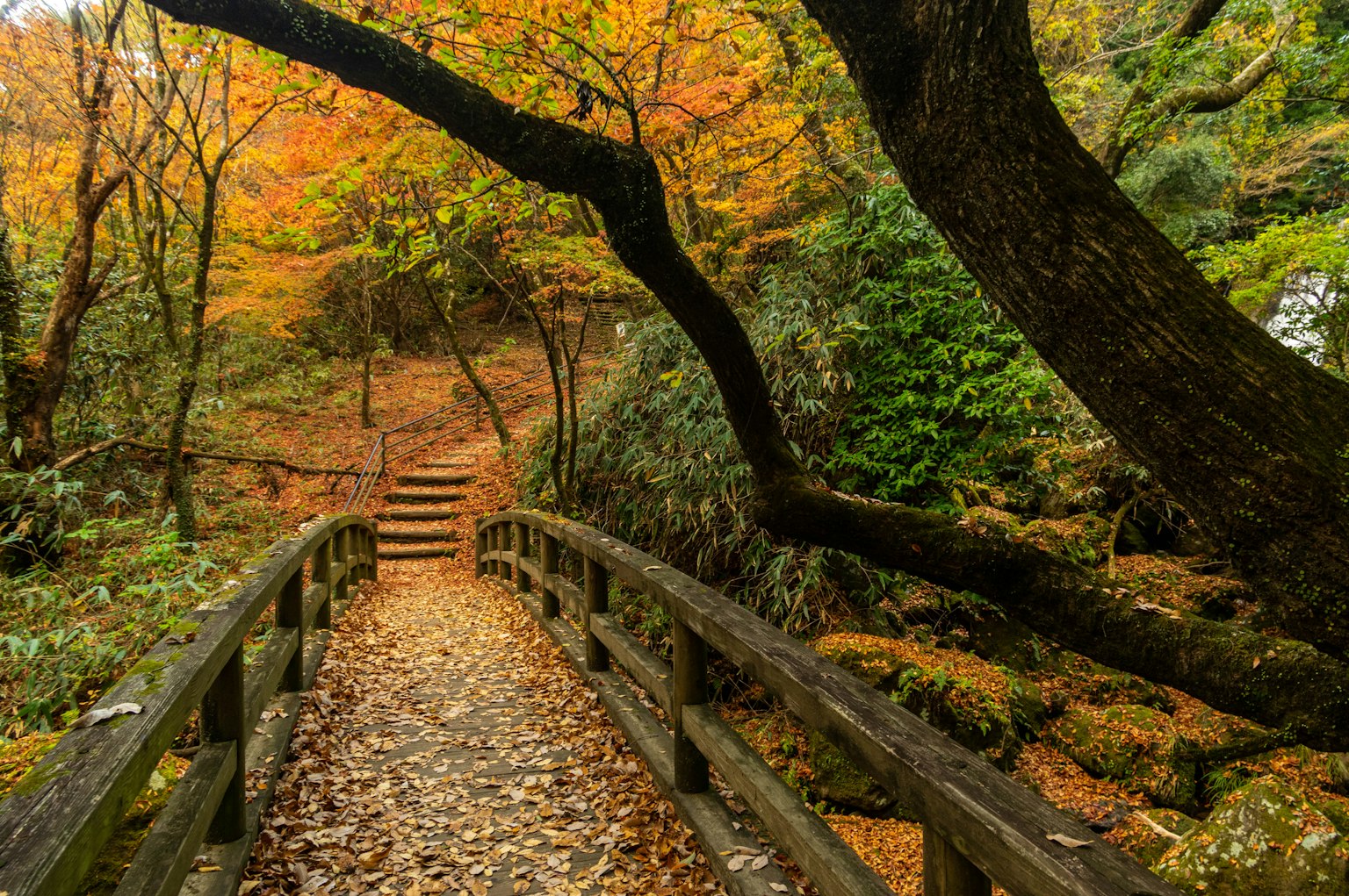 Paysage d'automne pittoresque avec un pont en bois entouré d'arbres colorés