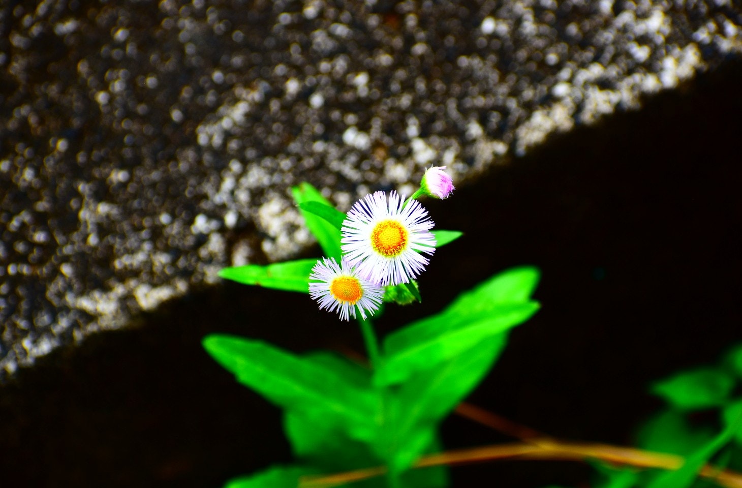 ハルジオンの花とつぼみのある草むらのマクロ画像