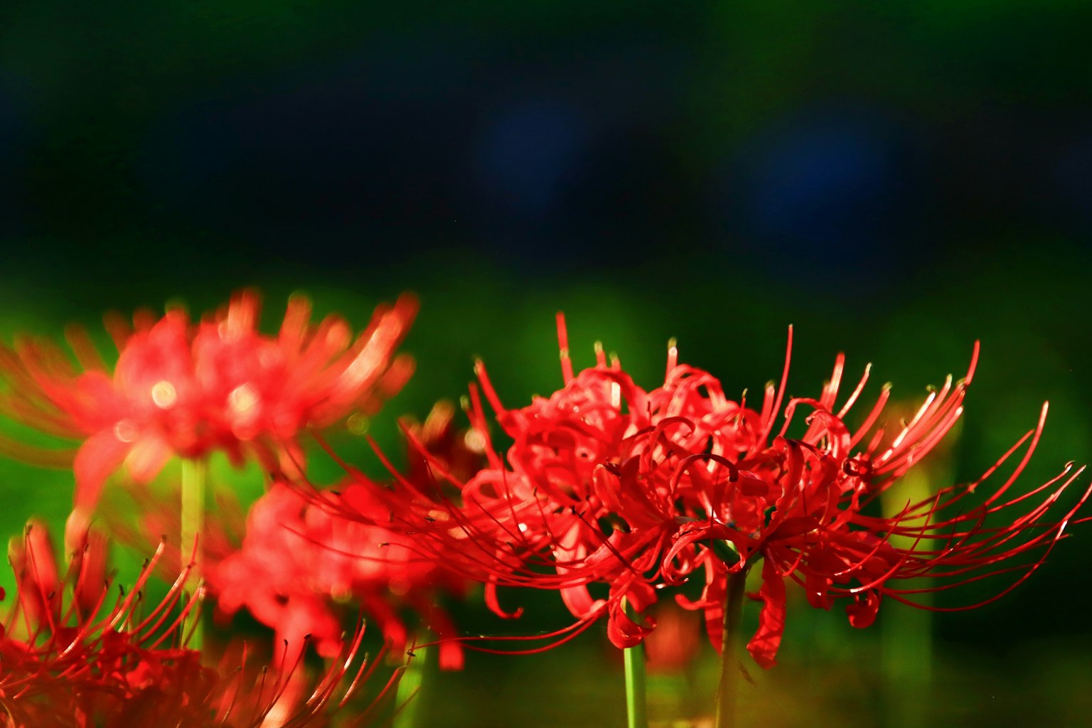 Beautiful landscape with blooming red spider lilies