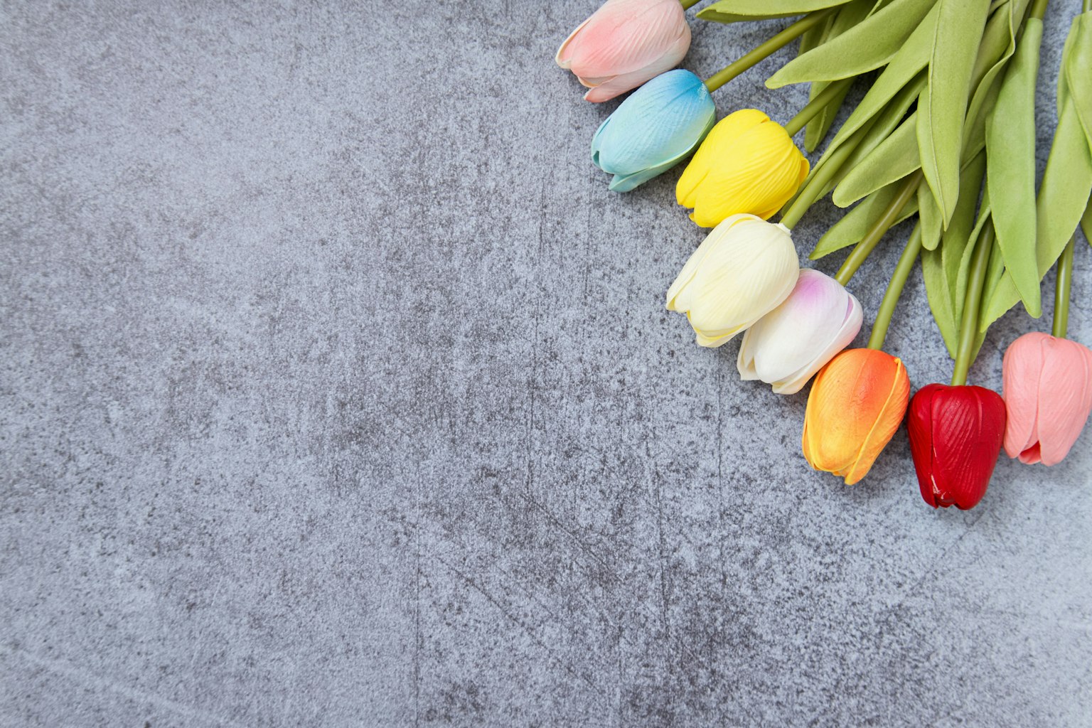 Bunte Tulpen auf einem grauen Hintergrund angeordnet