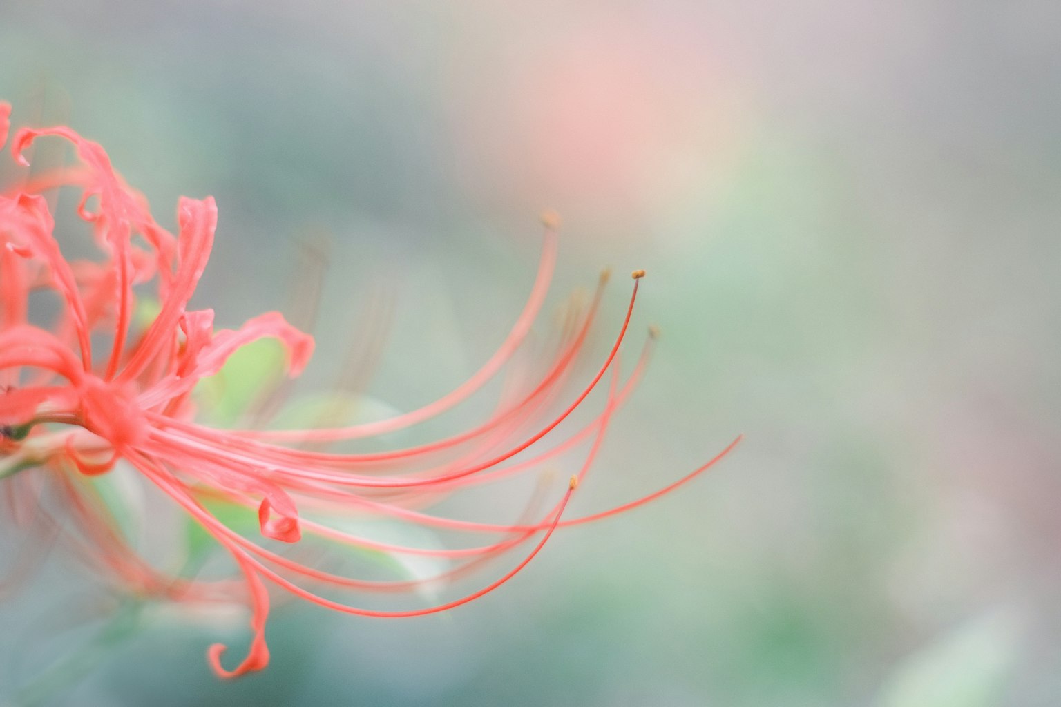 ดอกไม้สีแดงสดใสที่มีกลีบละเอียดกับพื้นหลังที่นุ่มนวล
