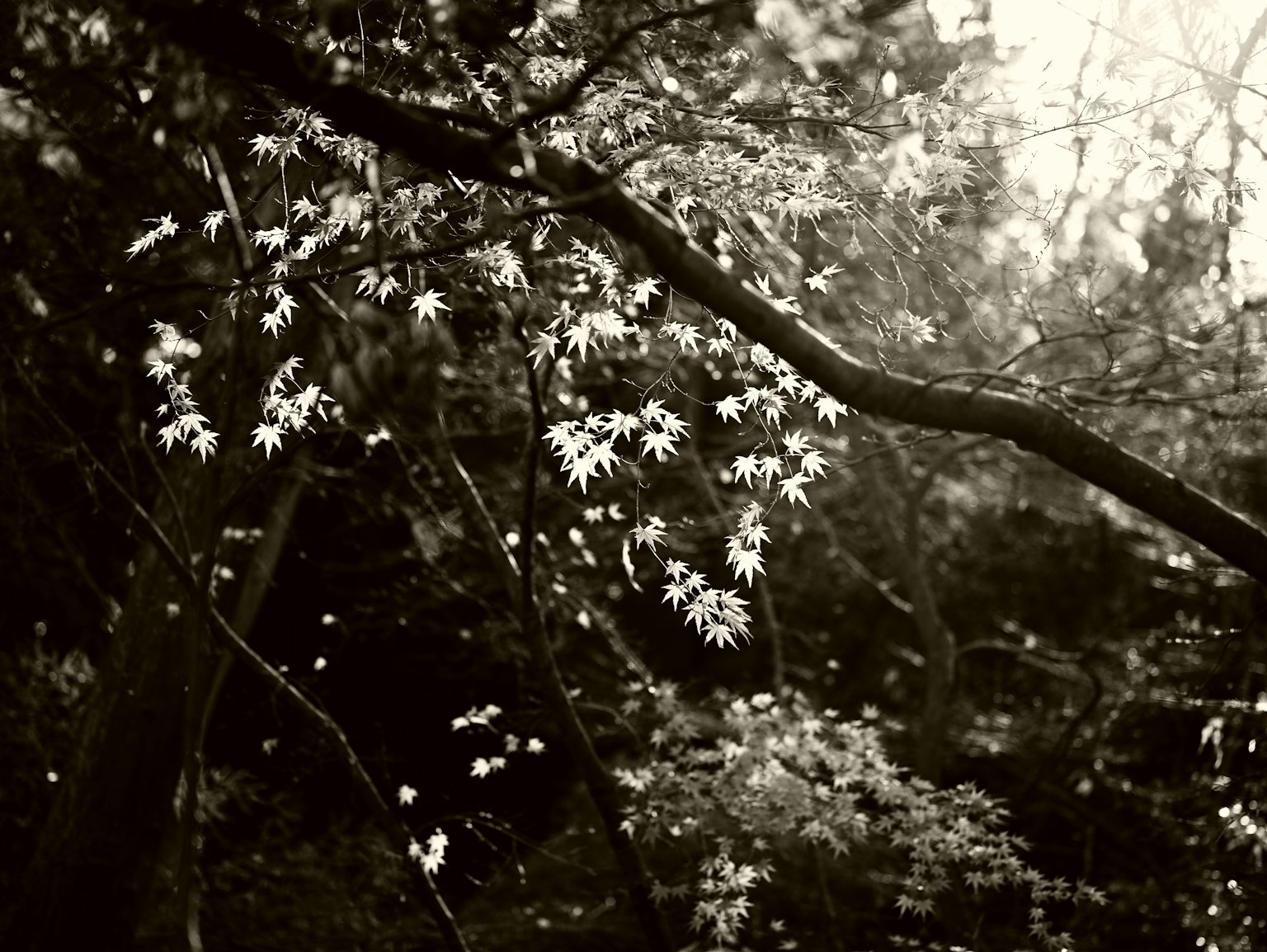 Branche d'un arbre avec des feuilles luxuriantes dans un paysage en noir et blanc