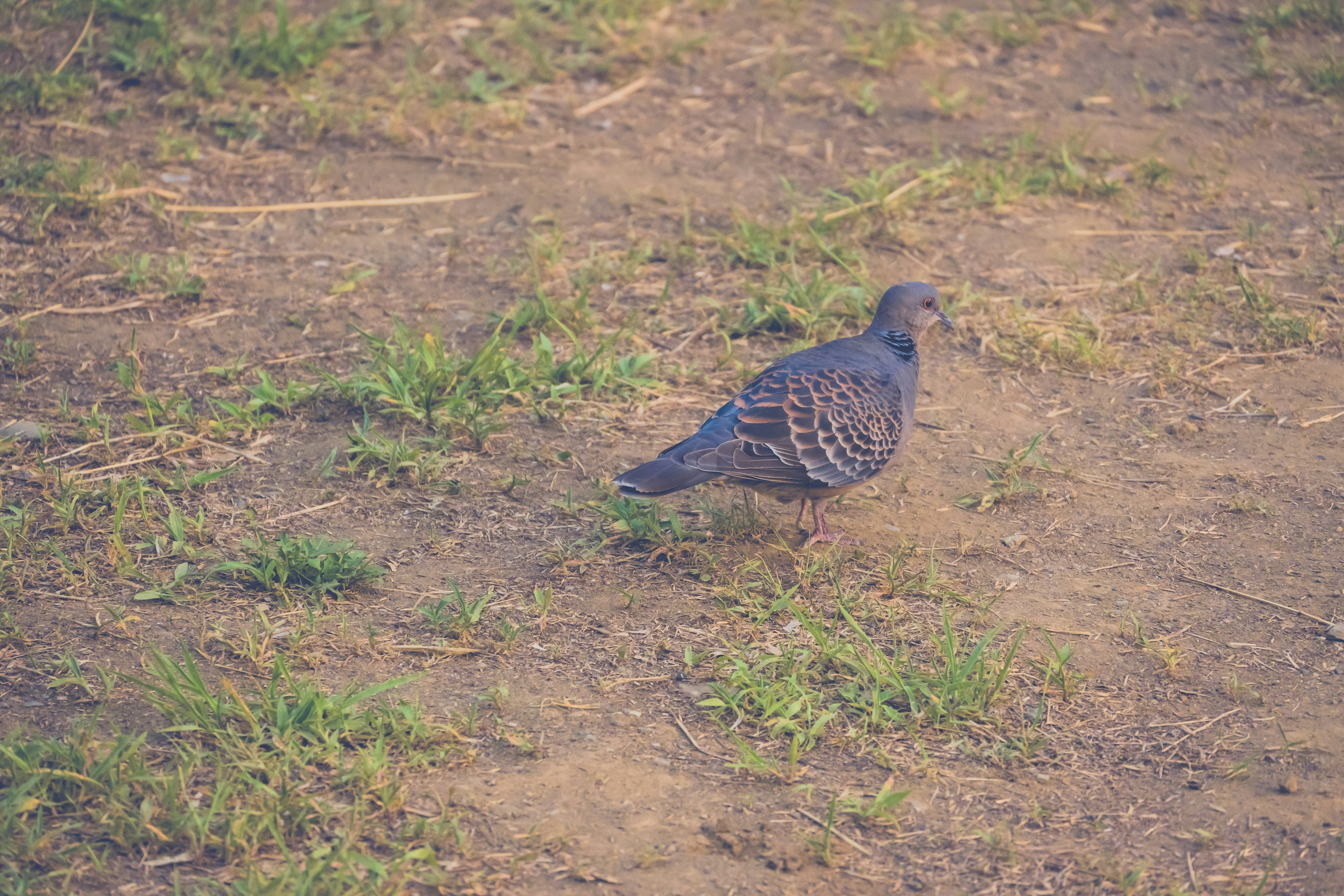 草地の地面で佇む鳩