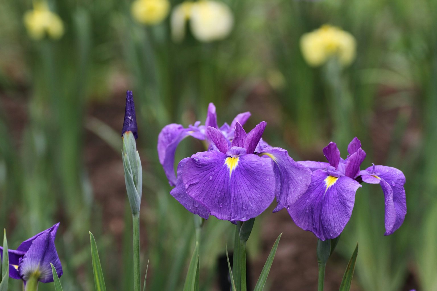 Lebendige lila Irisblüten blühen mit gelben Blumen im Hintergrund