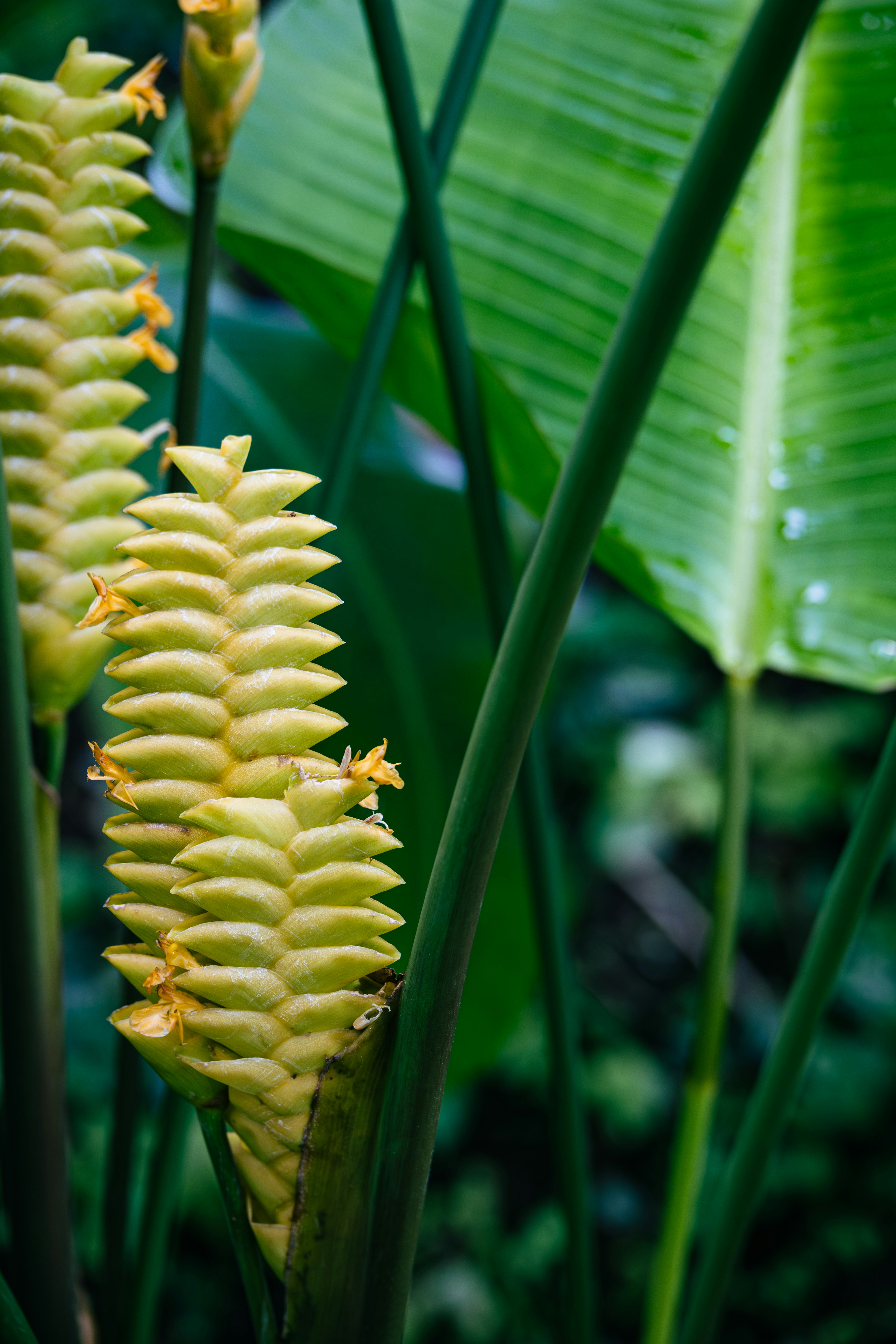 バナナの花のような花穂が並ぶ熱帯の葉の間のクローズアップ