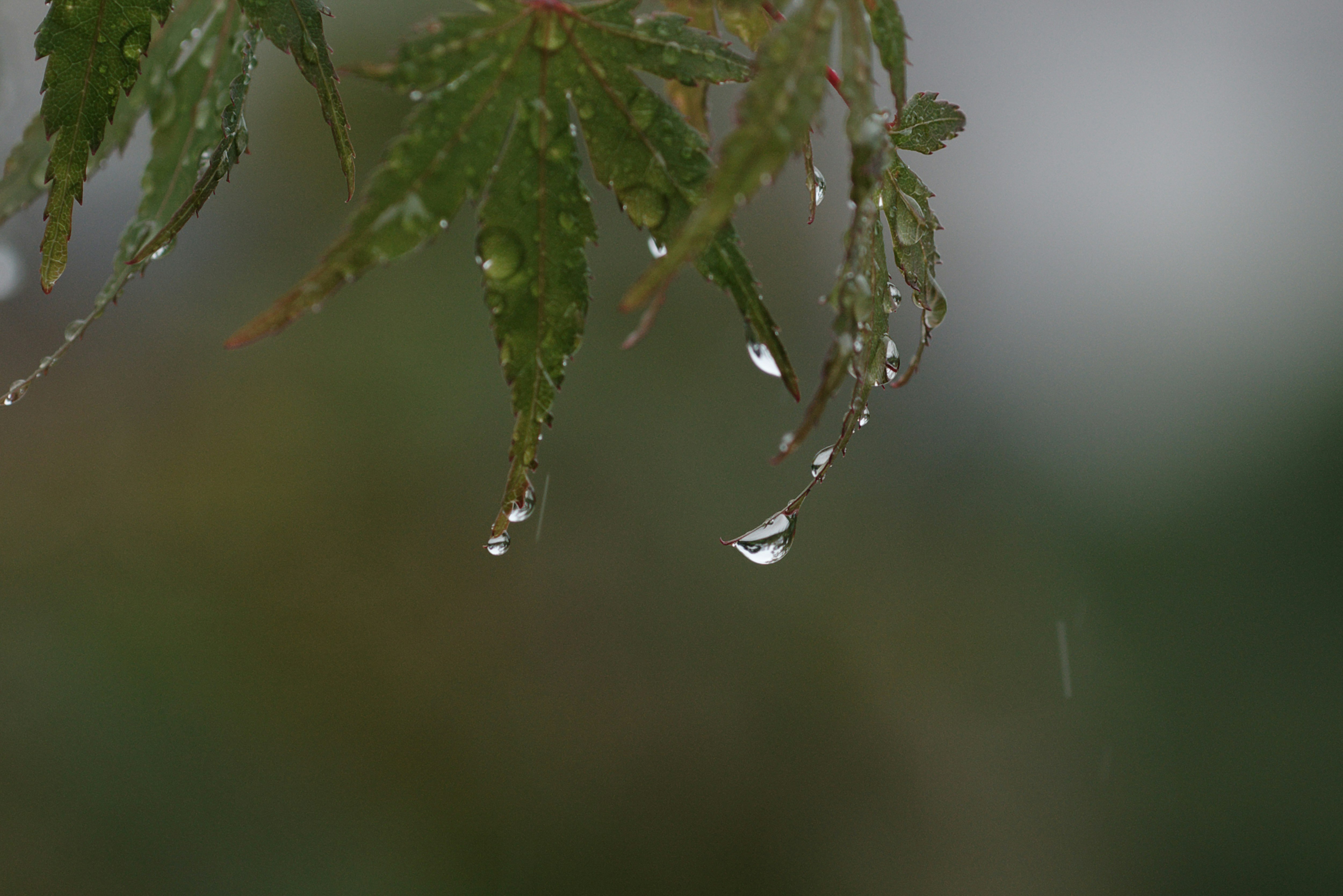 雨に濡れたもみじの葉っぱ
