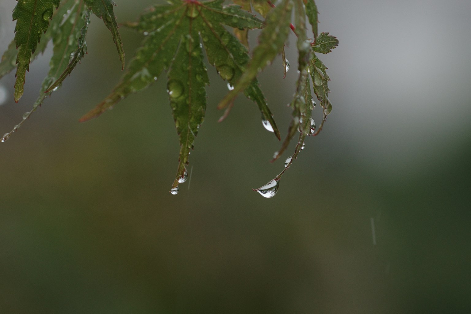 Close-up of a rain-soaked leaf with droplets hanging from it green leaf