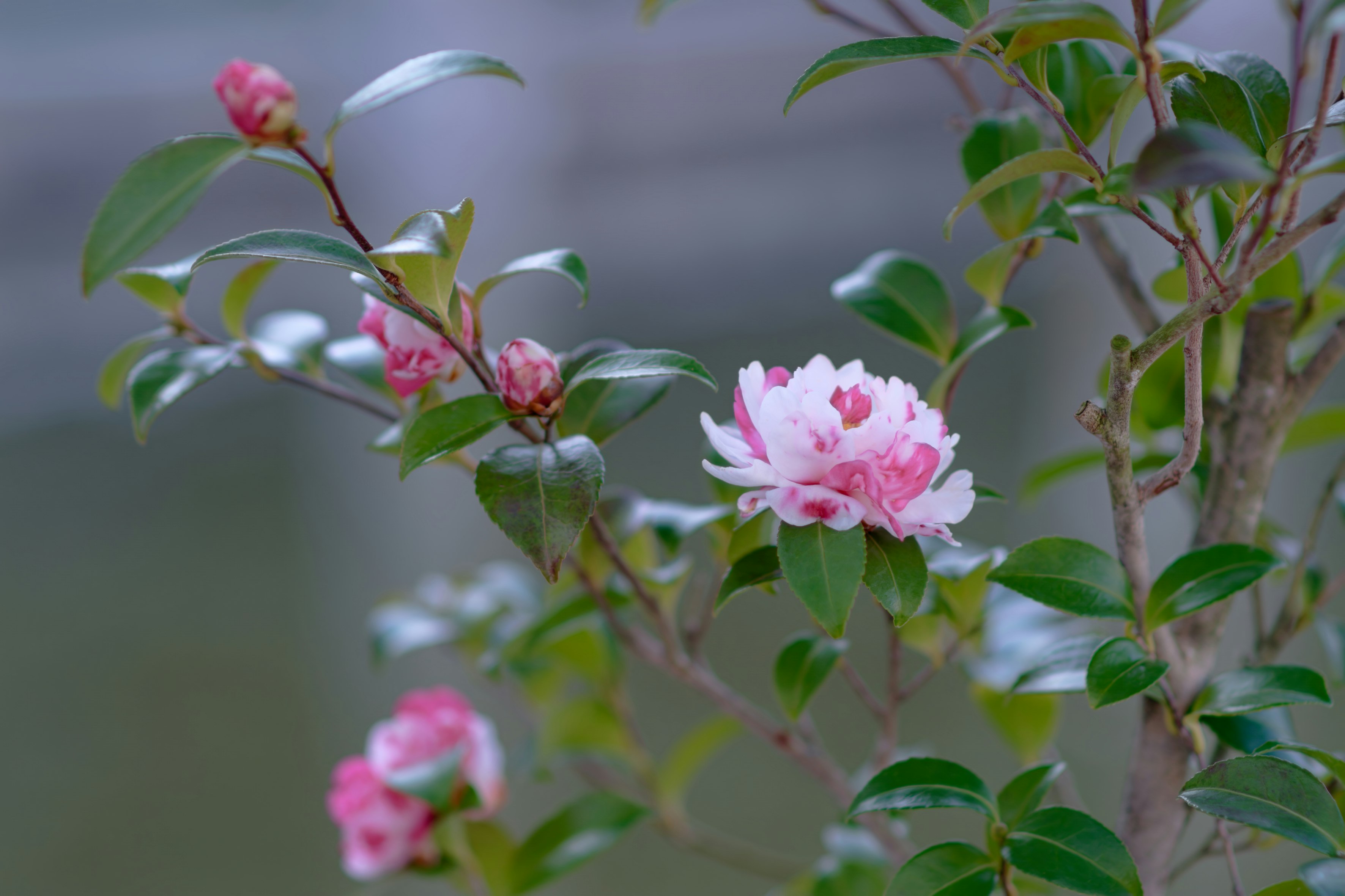 富山中央植物園のサザンカ（今川絞り）の花