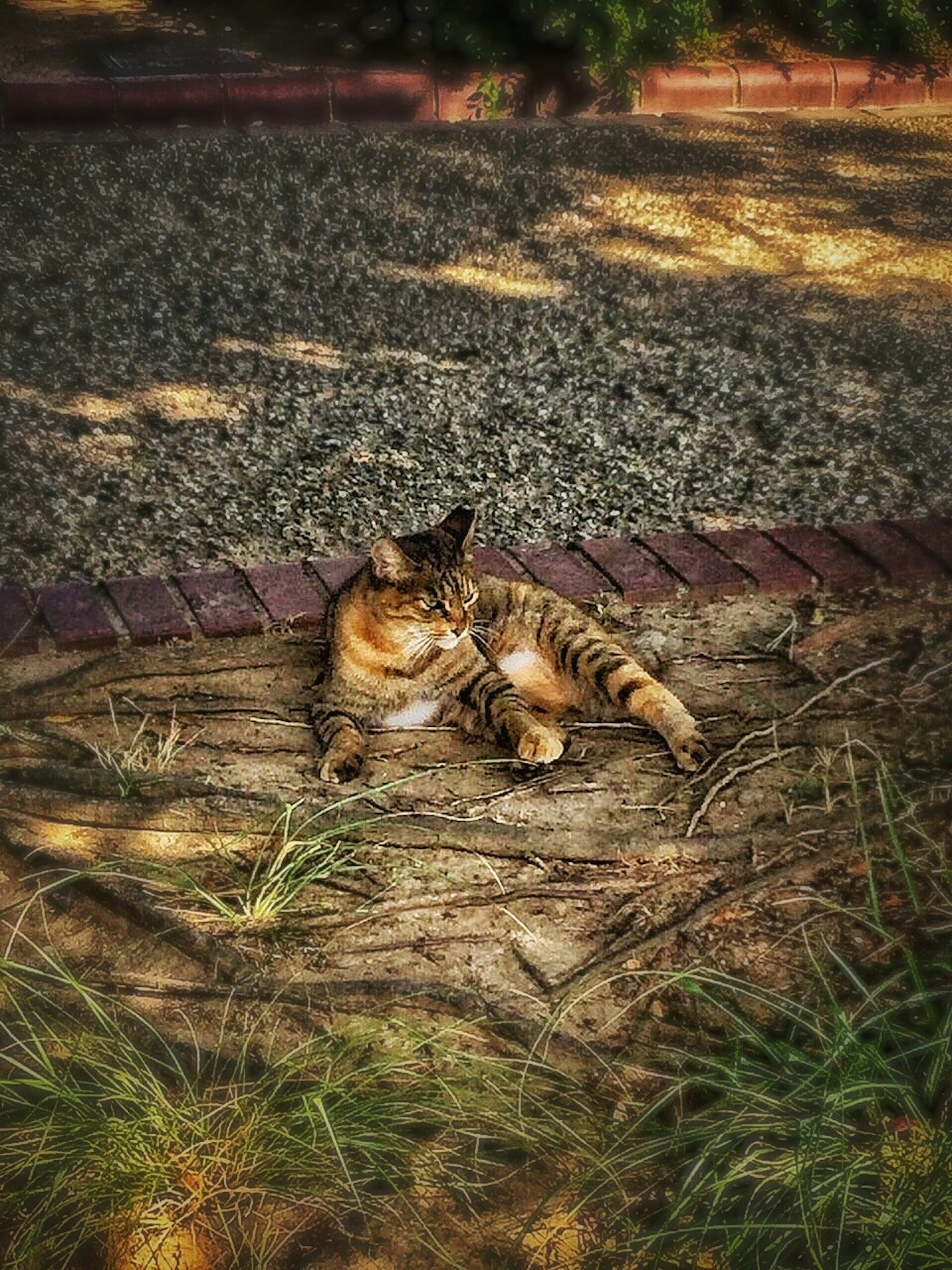 A relaxed tabby cat lounging in the sun on a gravel surface surrounded by grass