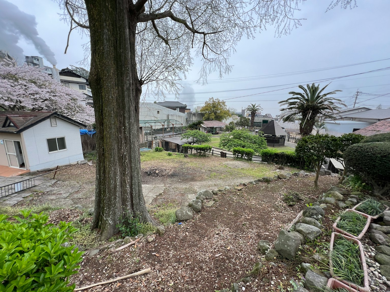Pemandangan taman luas dengan pohon sakura di bawah langit mendung