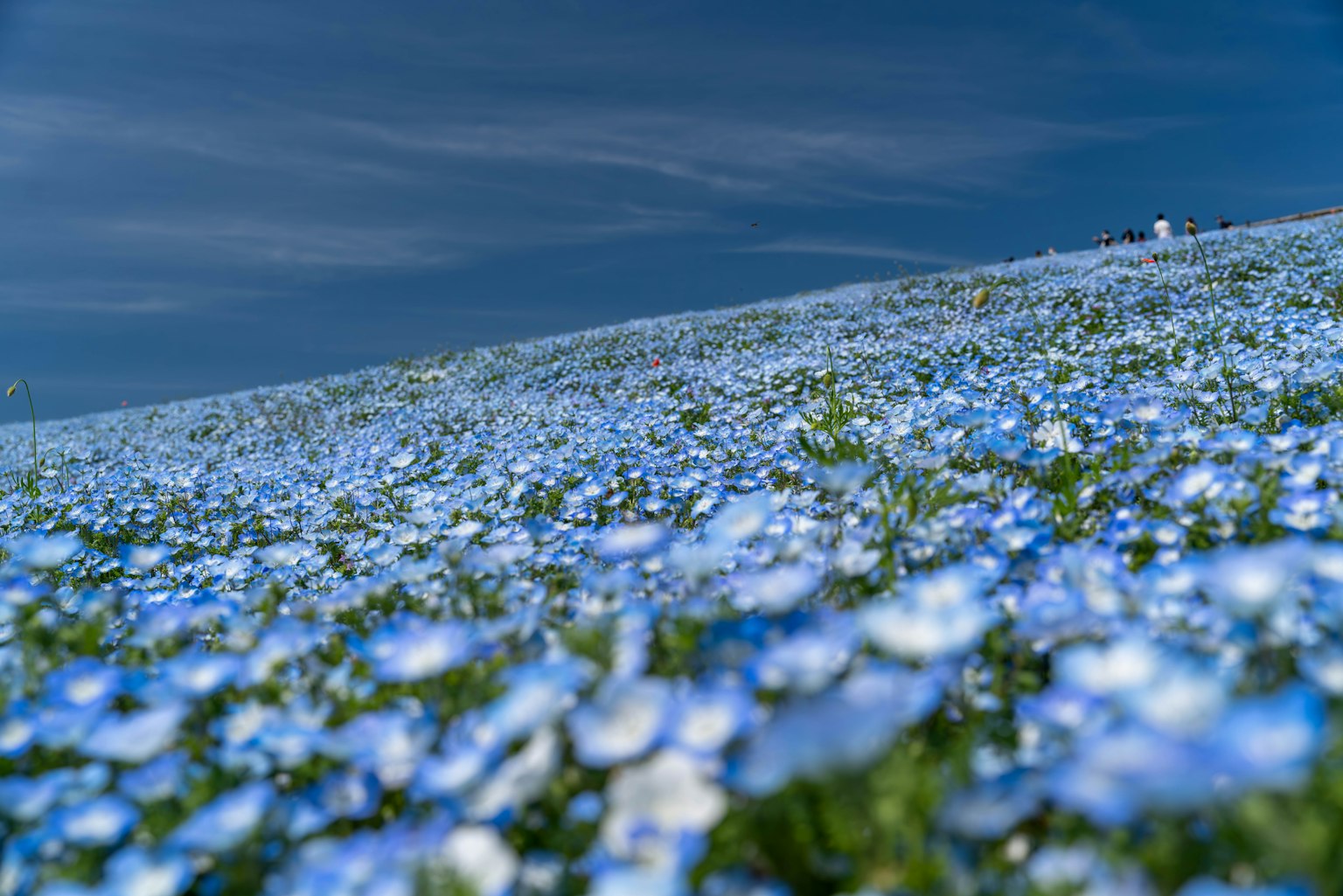 Lanskap indah bunga biru di ladang